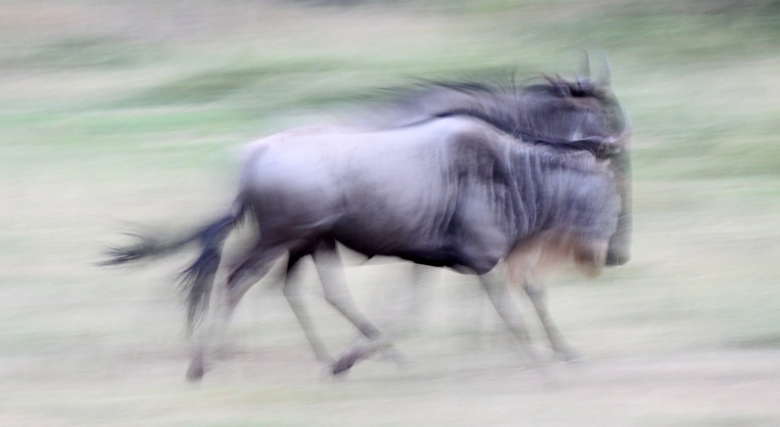 WILDEBEEST - WESTERN WHITE-BEARDED WILDEBEEST - Connochaetes mearnsi - MASAI MARA NATIONAL PARK KENYA (73).JPG