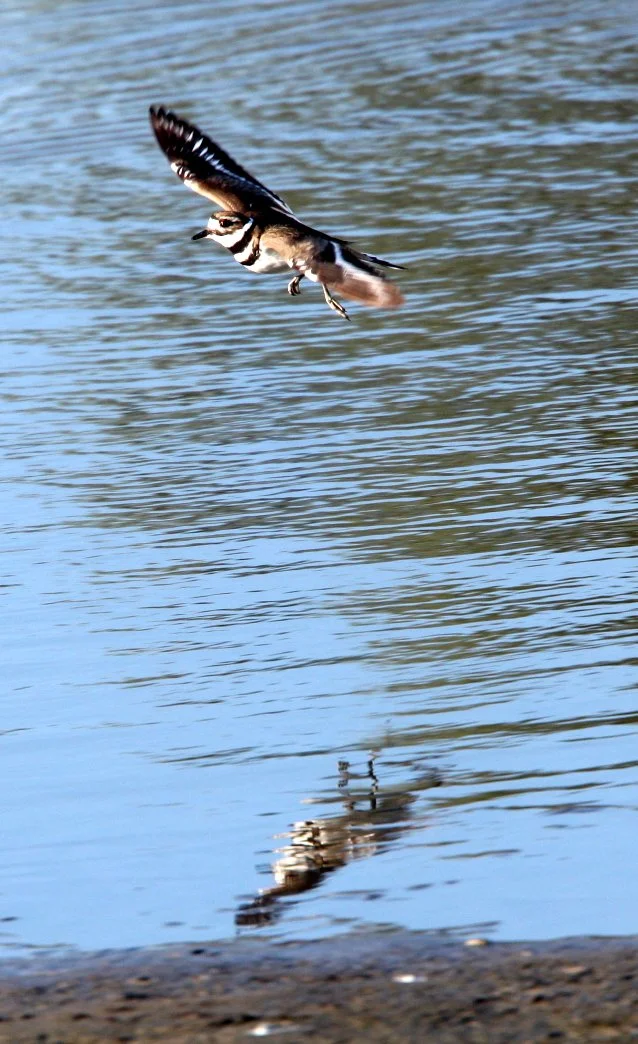 BIRD - KILLDEER - SAN JOAQUIN WILDLIFE REFUGE IRVINE CALIFORNIA (2).JPG
