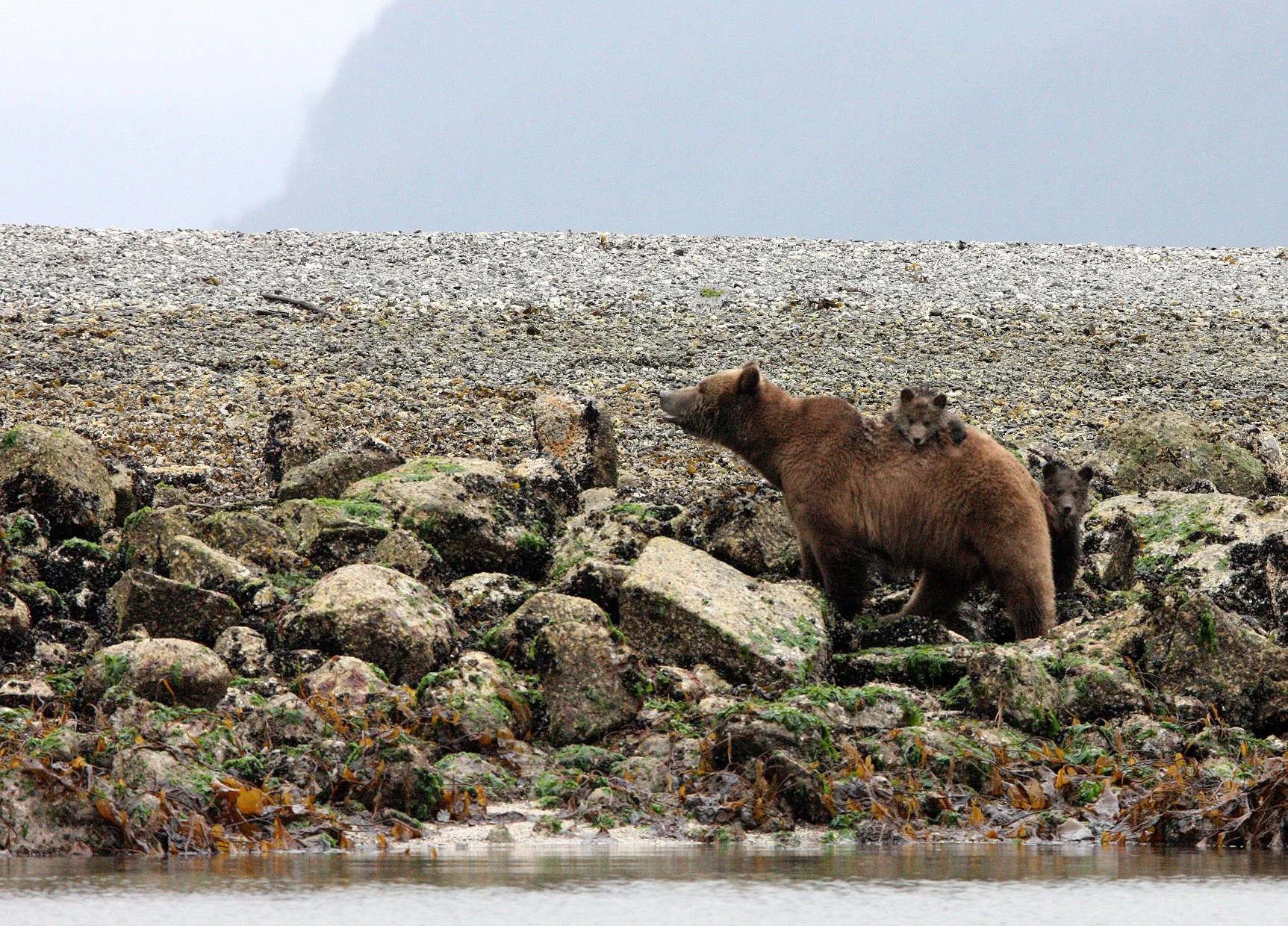 Ursus arctos stikeenensis - STICKEEN'S GRIZZLY BEAR - MOM AND HER FIRST YEAR CUBS - KNIGHT'S INLET BRITISH COLUMBIA (364).JPG