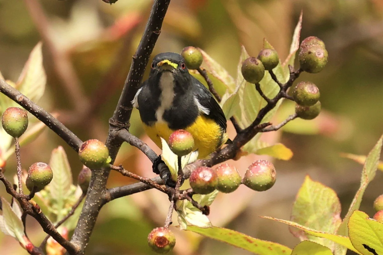 FLOWERPECKER - YELLOW-BELLIED FLOWERPECKER - Dicaeum melanozanthum - DOI INTHANON NP CHIANG MAI, DEC 2021 (41).jpg