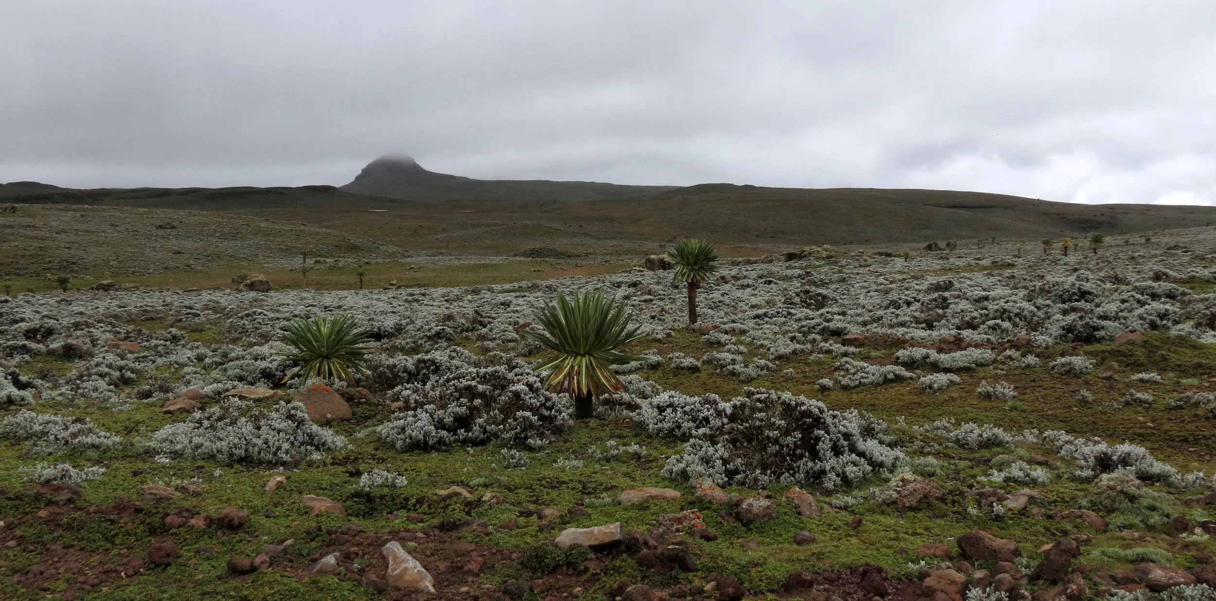 BALE MOUNTAINS NATIONAL PARK - SANETTI PLATEAU - ETHIOPIA (62).JPG