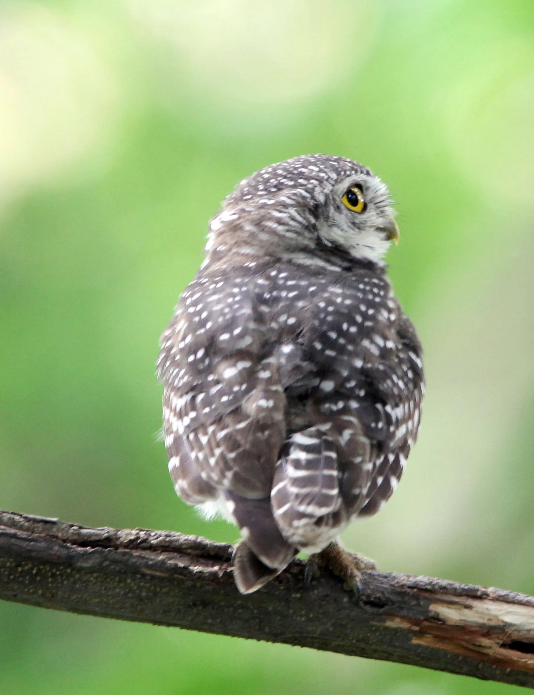 Athene brama - SPOTTED OWLET - AYUTTHAYA THAILAND (21).JPG