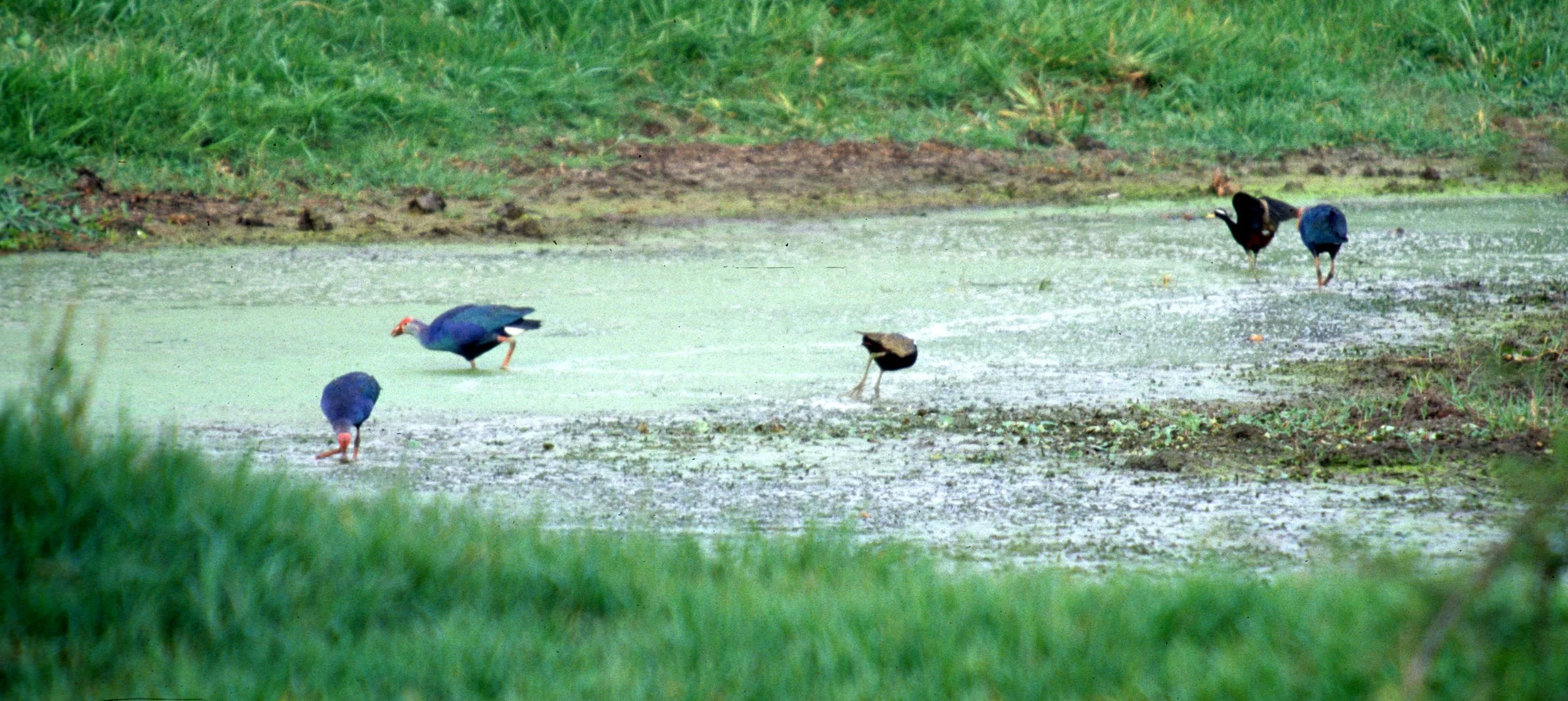 BIRD - MOORHEN - PURPLE MOOREHEN - KALEODEO INDIA A.jpg