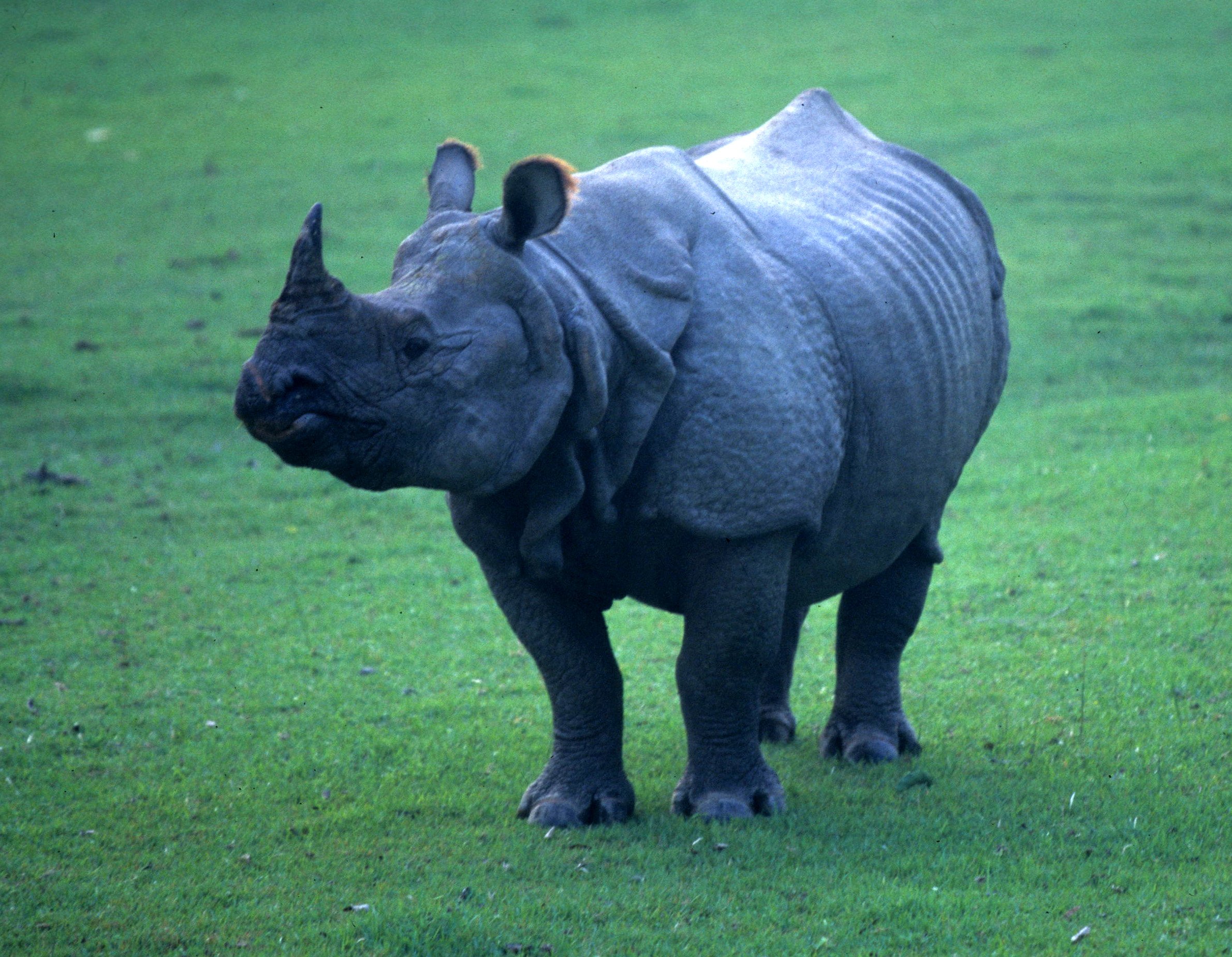 RHINO - ASIAN RHINOCEROUS SPECIES - CHITWAN NP NEPAL (2).jpg