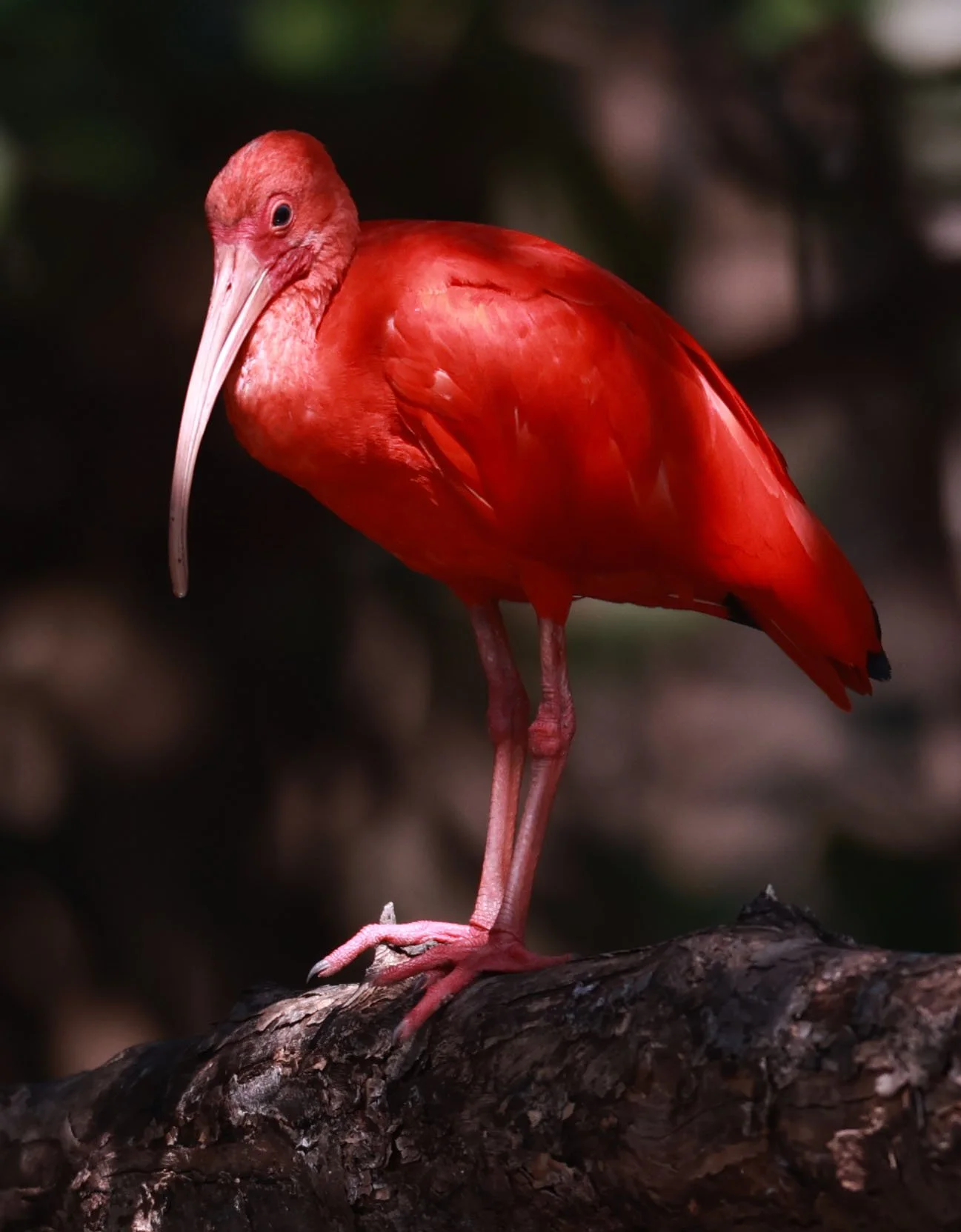 Ibis - Scarlet Ibis - Eudocimus ruber - 29 Songkaow Cafe, Chachoengsao Thailand (241).jpg