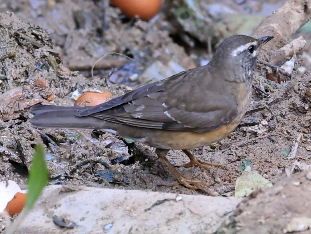 Eyebrowed Thrush (Turdus obscurus) Kaeng Krachan National Park ESS Expedition 2026 (5).jpg