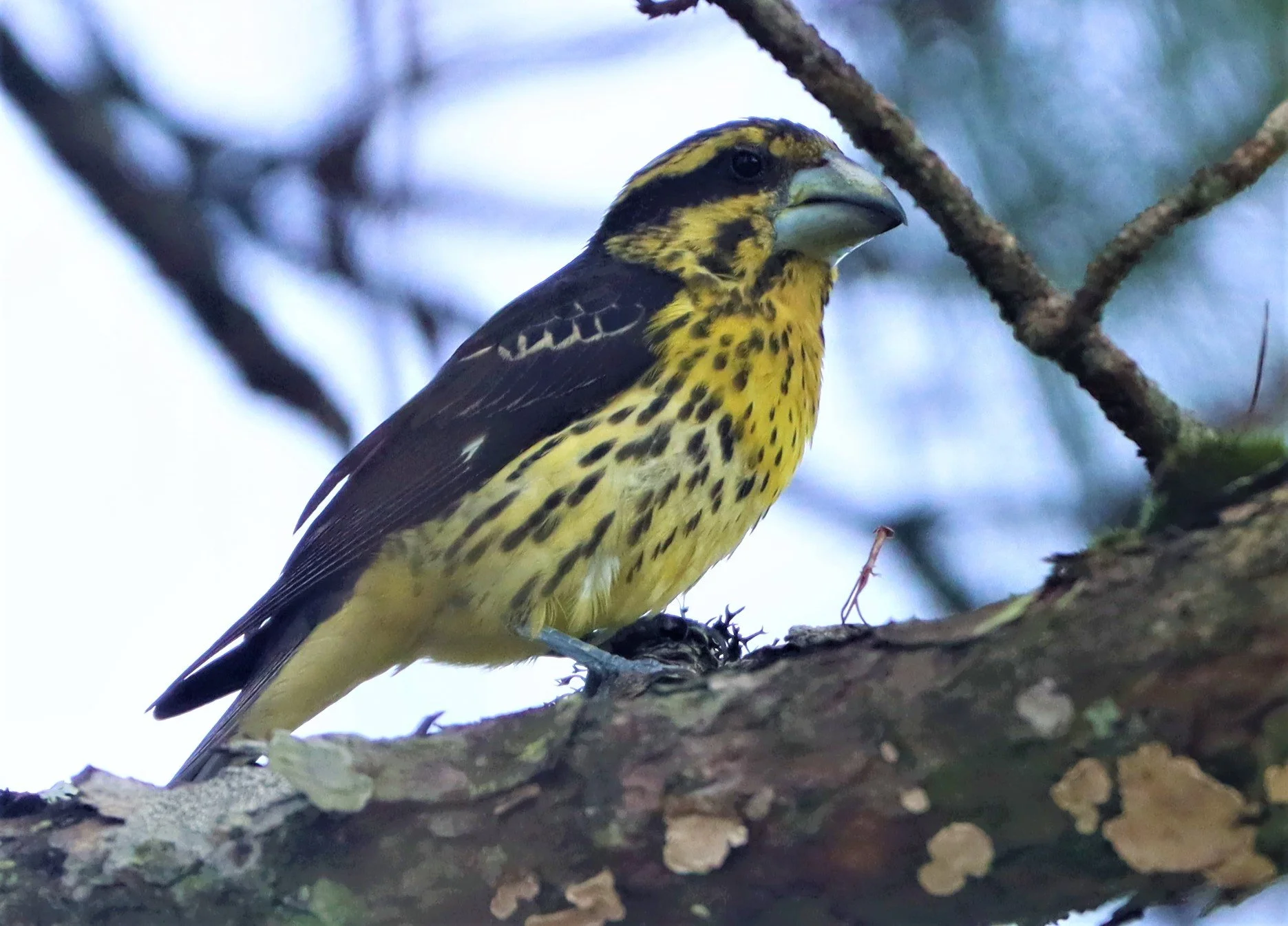 Spot-winged Grosbeak (Mycerobas melanozanthos) Doi Ang Kang, Chiang Mai Thailand (75).jpg