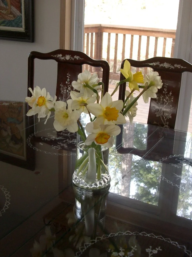 2004-2-13 DAFFODILS (2).JPG