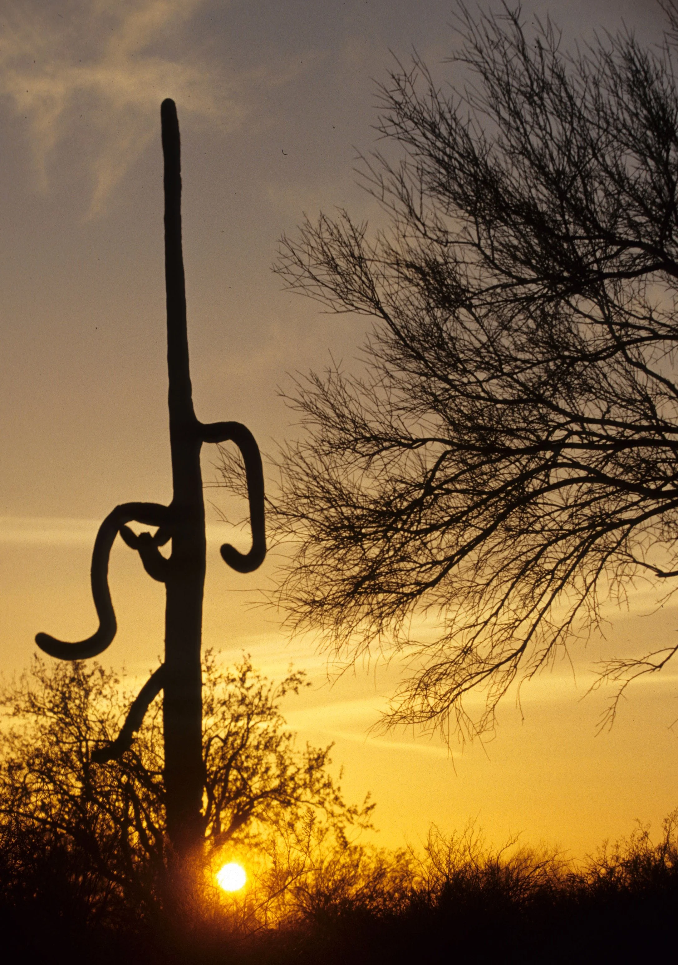 ORGAN PIPE CACTUS NP - SUNSET E.jpg