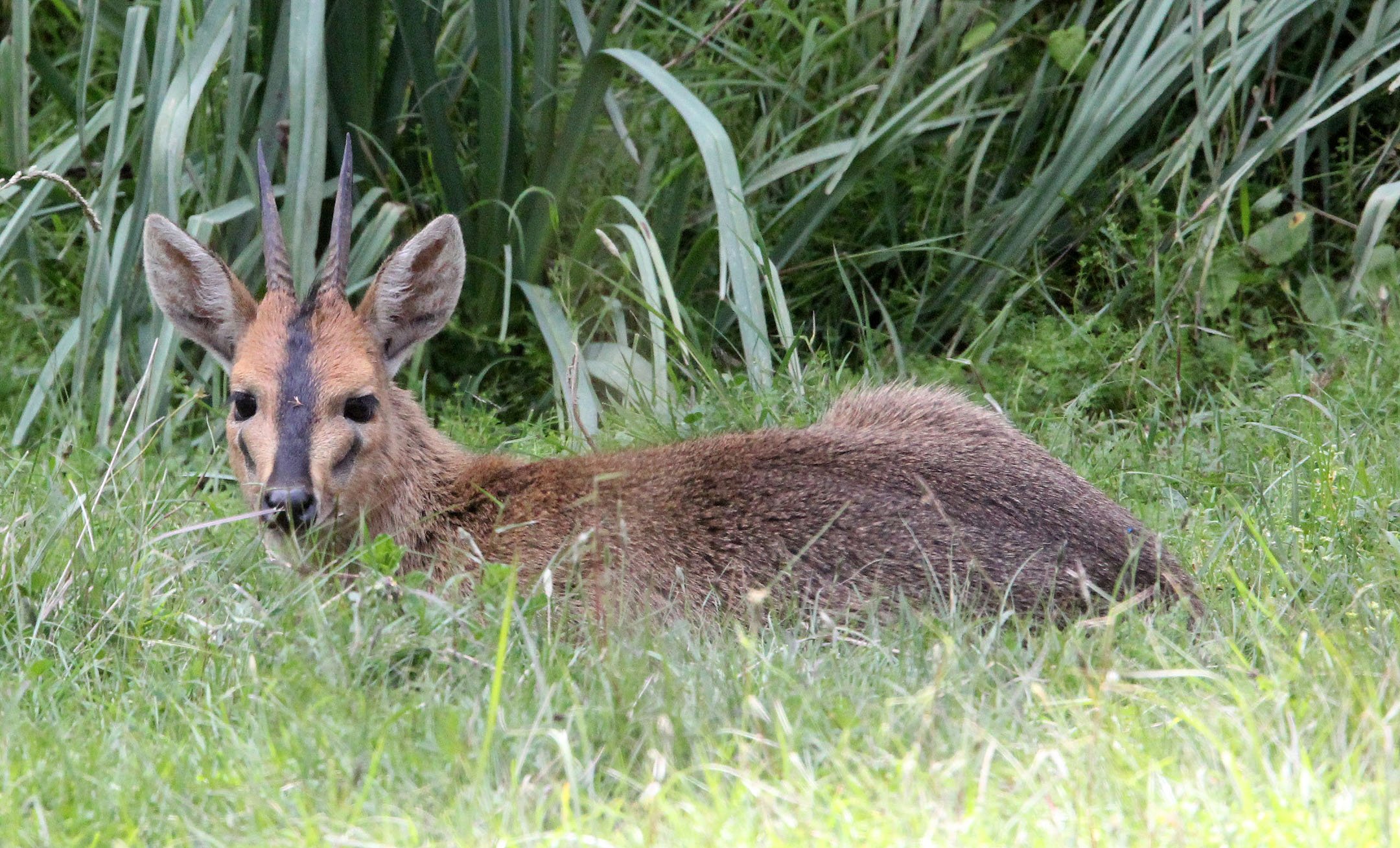 DUIKER - ETHIOPIAN RED DUIKER - Sylvicapra grimmia abyssinica - BALE MOUNTAINS NATIONAL PARK ETHIOPIA (22).JPG