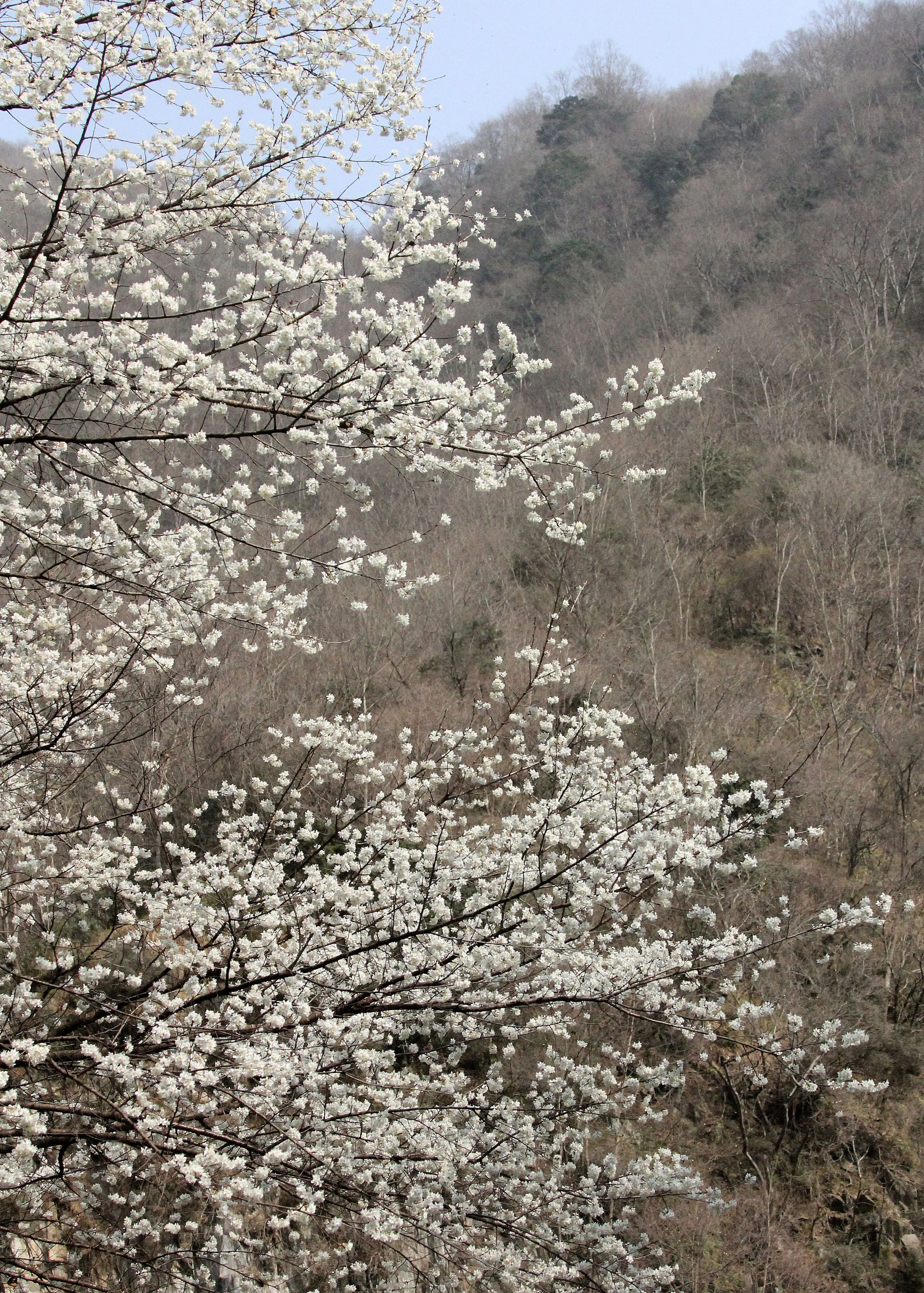 TANGJIAHE NATURE RESERVE, SICHUAN CHINA (55).JPG