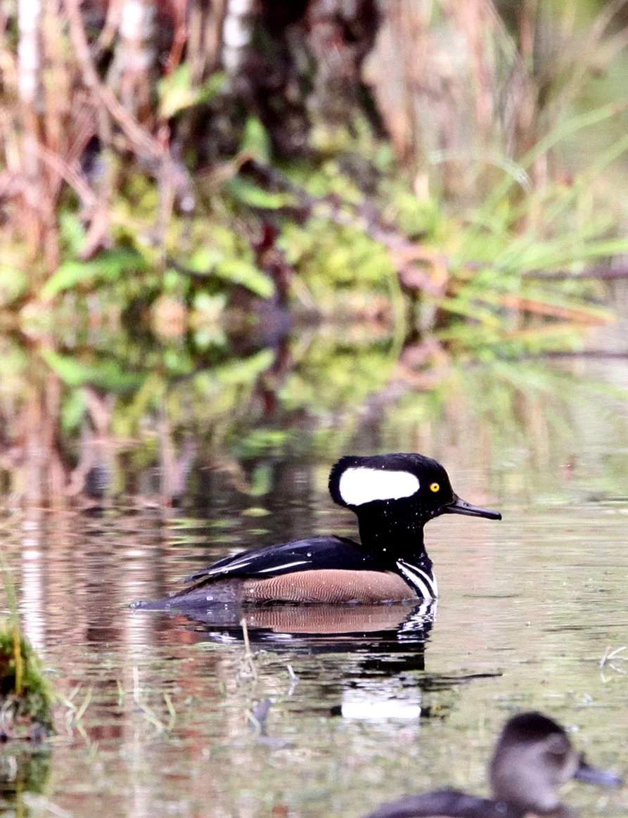 MERGANSER - HOODED MERGANSER - Lophodytes cucullatus - HOH RAINFOREST OLYMPIC PENINSULA WASHINGTON (16).jpg
