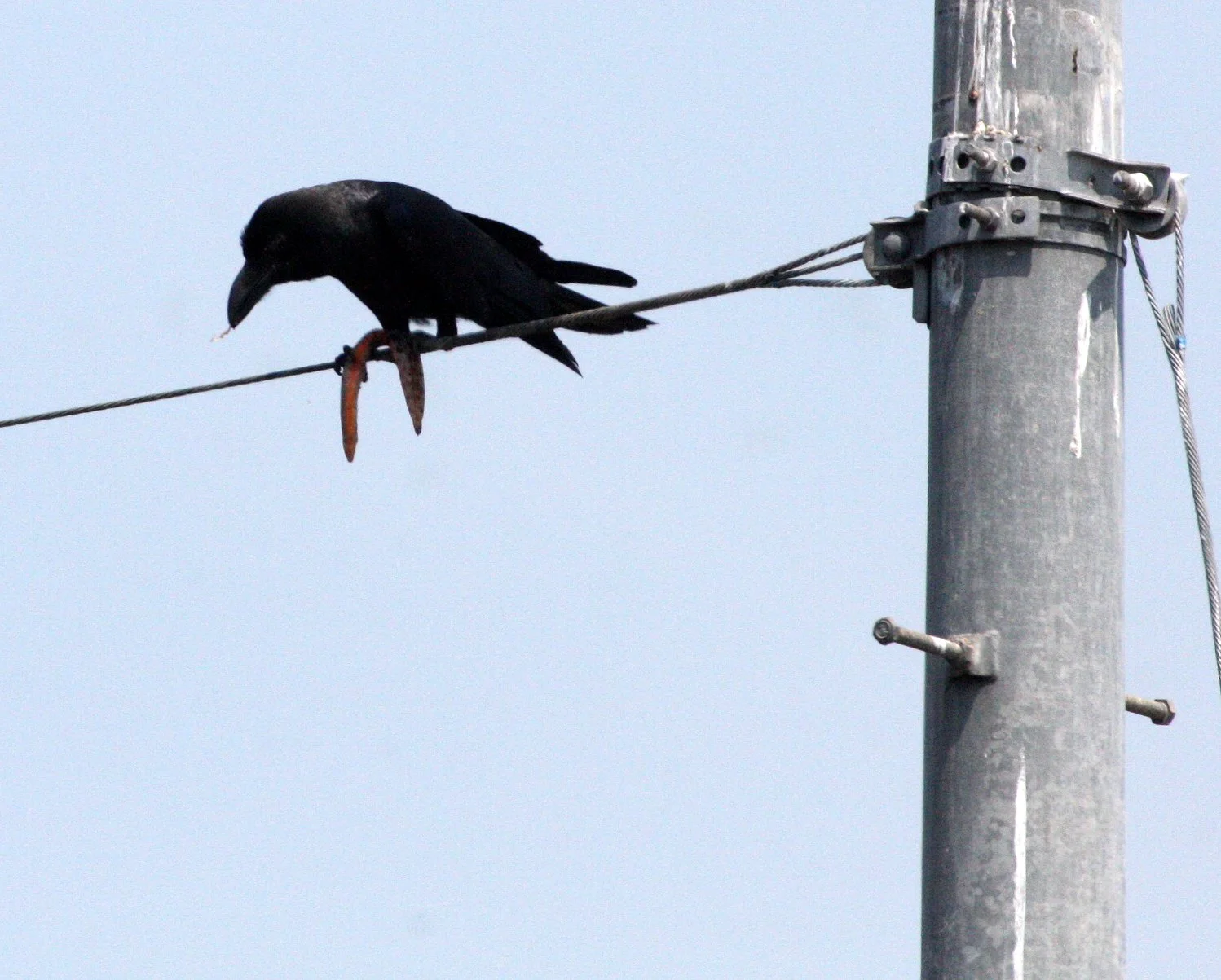 BIRD - CROW - JUNGLE CROW - KAWAUCHI JAPAN (2).JPG