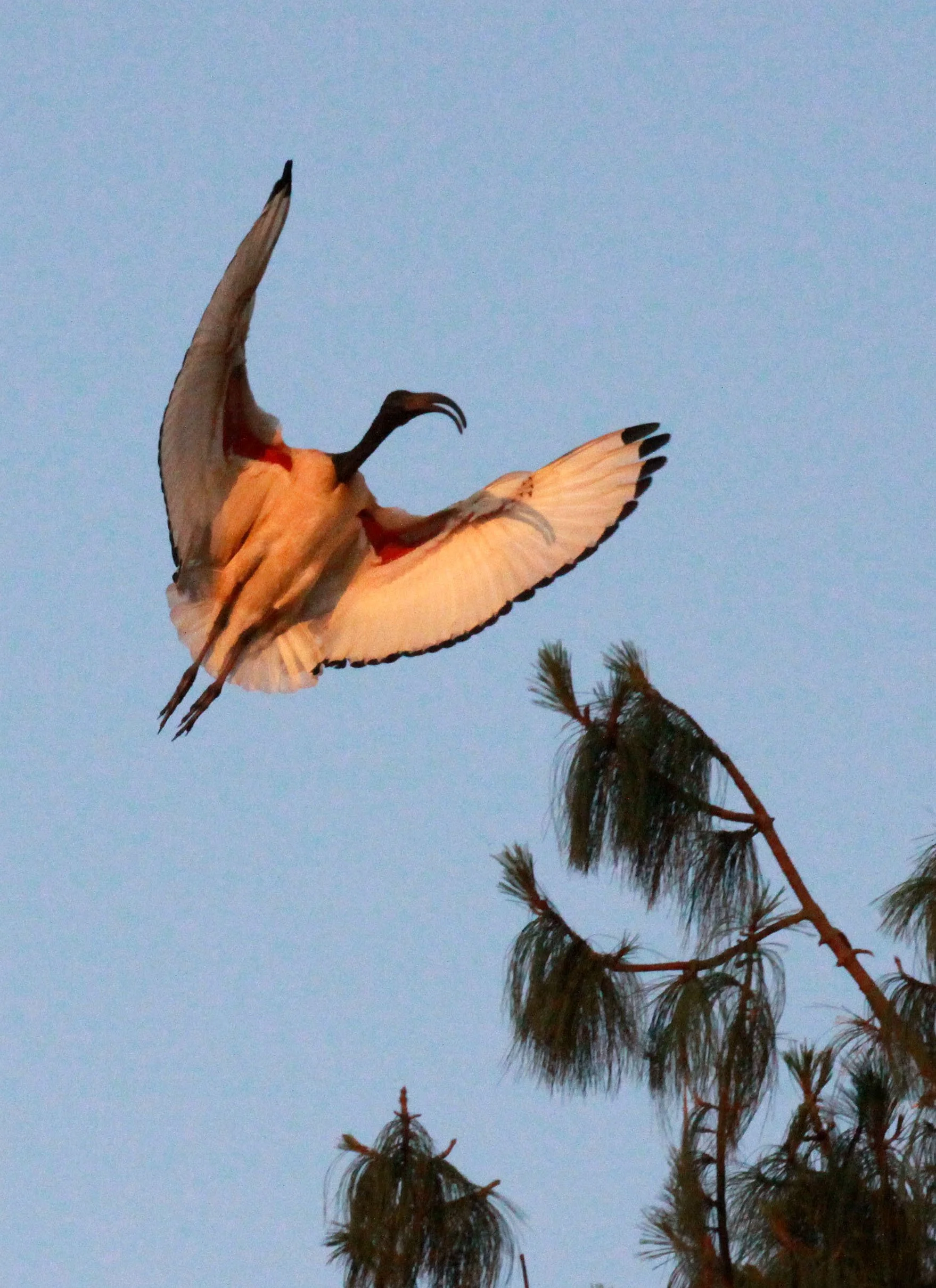 IBIS - AFRICAN SACRED IBIS - Threskiornis aethiopicus - NYUNGWE NATIONAL PARK RWANDA (530).JPG