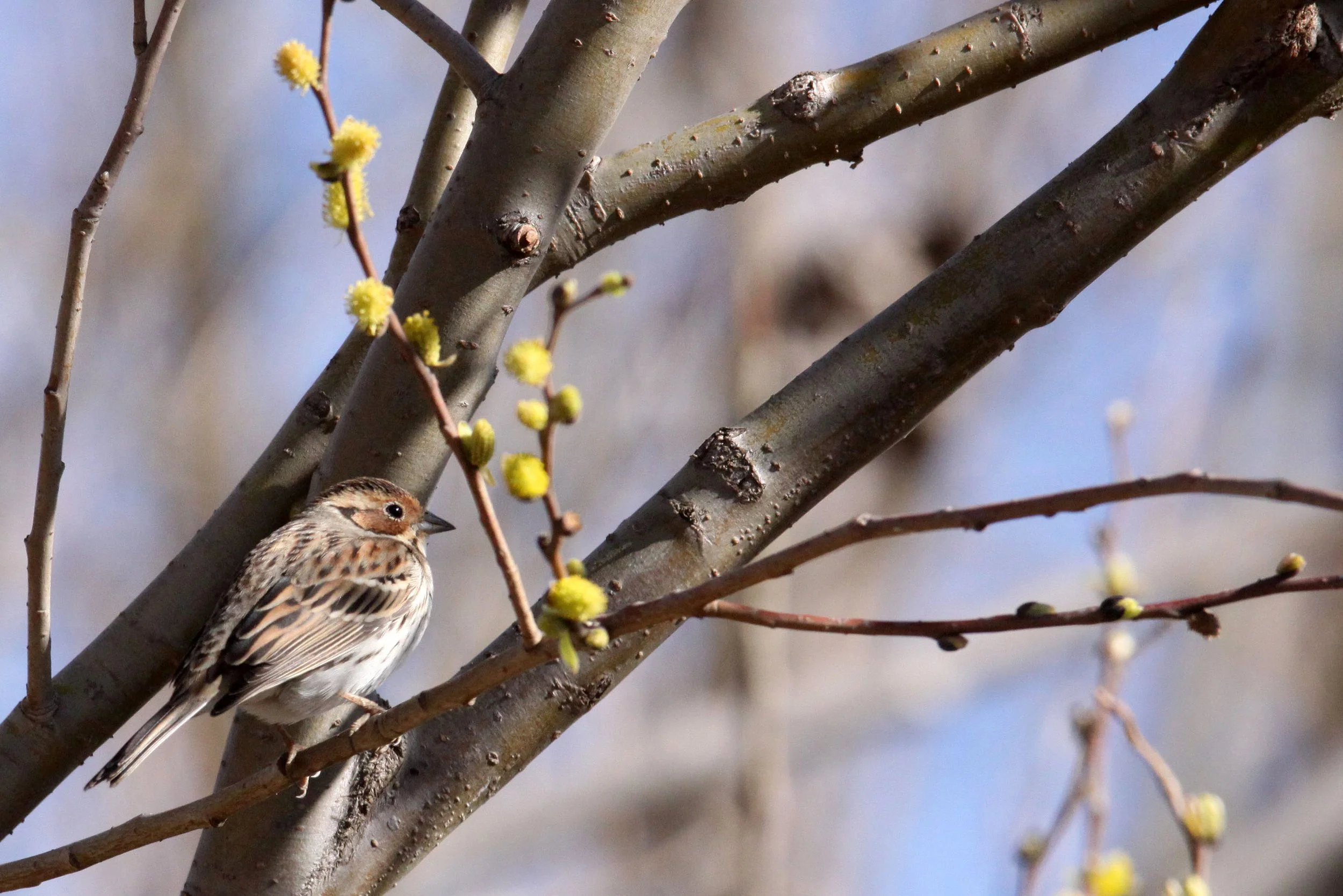 Little Bunting (Emberiza pusilla) Cao Hai Wetlands Yunnan China (3).JPG