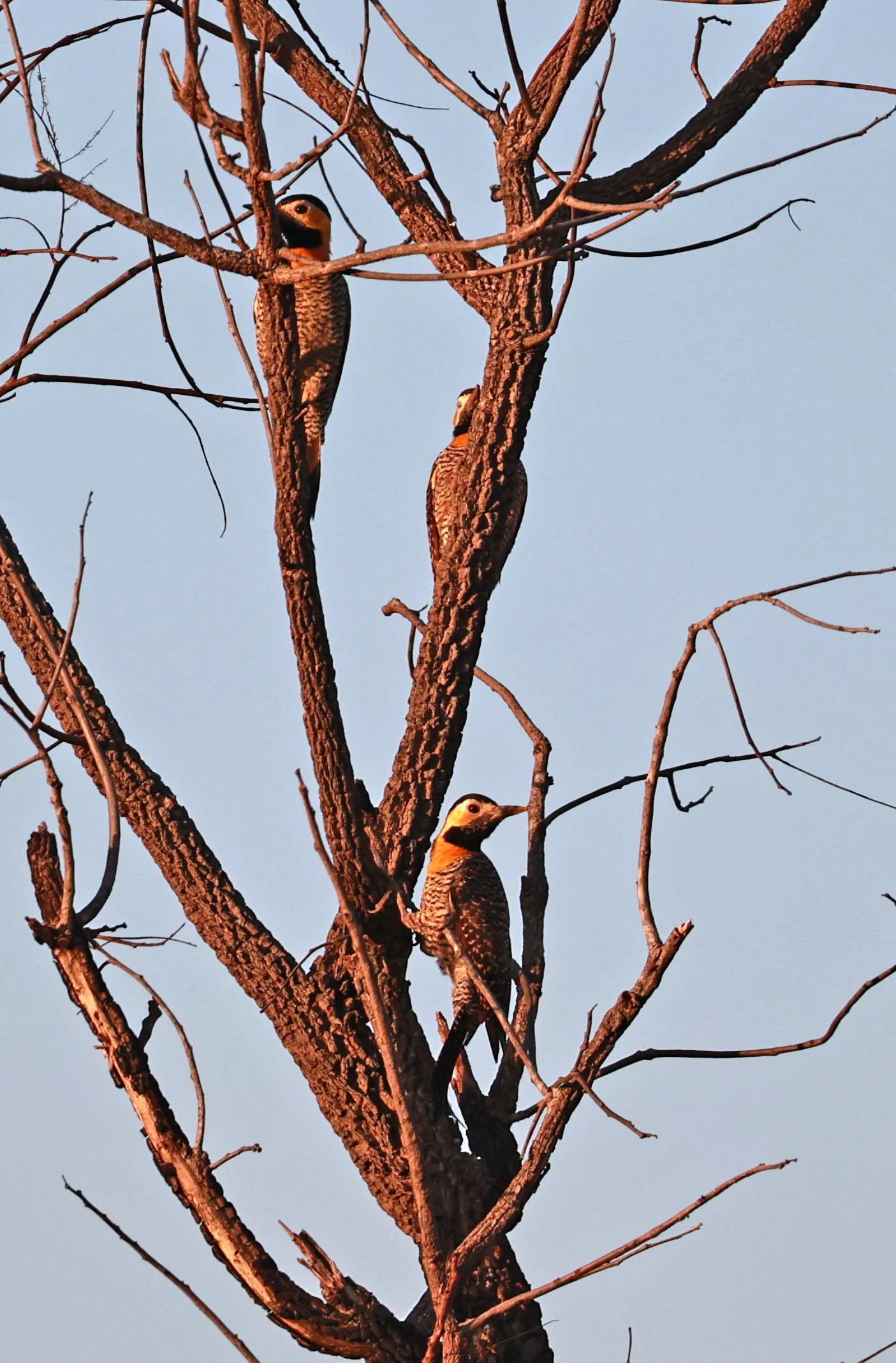 Woodpecker - Campo Flicker - Colaptes campestris - Emas National Park, Goias Brazil (11).jpg