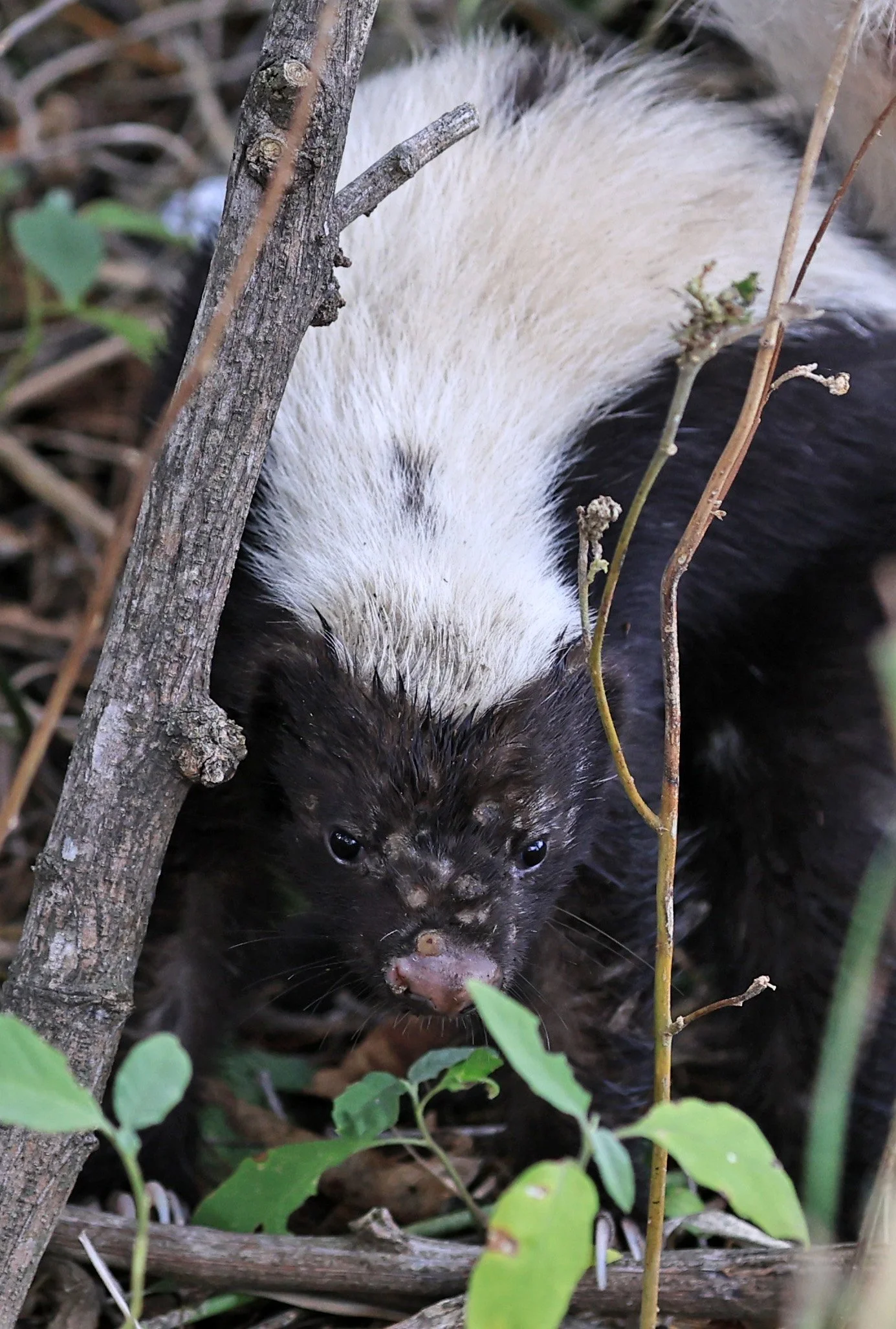 Molina's Hog-nosed Skunk (Conepatus chinga) Estancia Campo'i Paraguay  (14).jpg