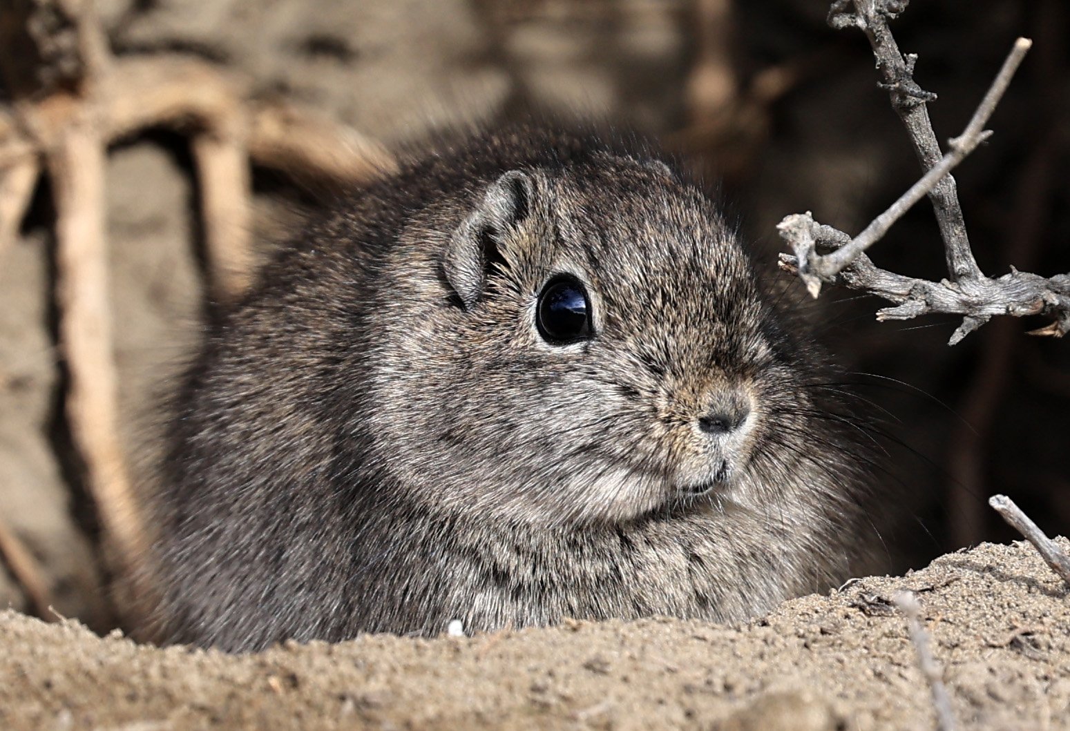 Southern Mountain Cavy (Microcavia australis) Valdes Peninsula, Chubut Province, Argentina Day 2 (1 (7).jpg