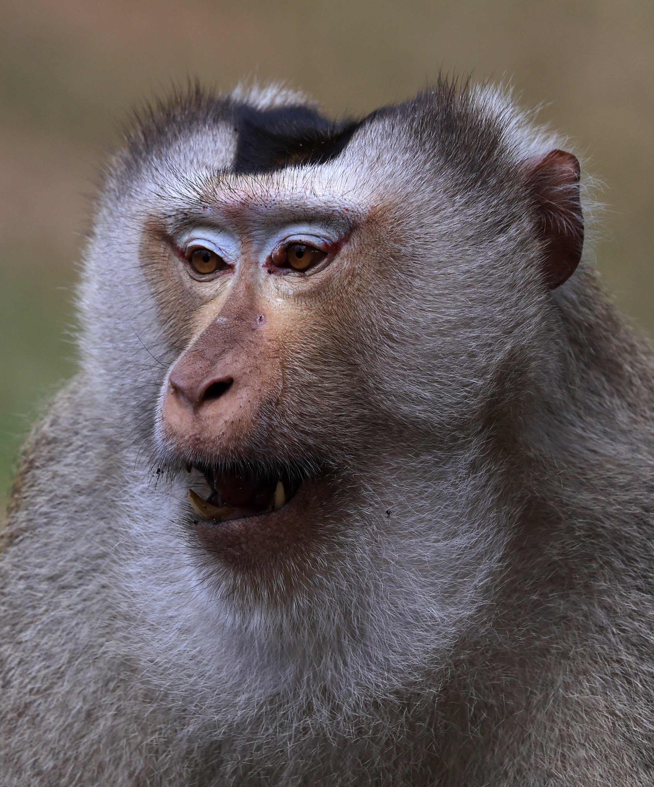 Northern Pig-tailed Macaque (Macaca leonina) Khao Yai National Park Feb 2026 Day 3 (42).jpg
