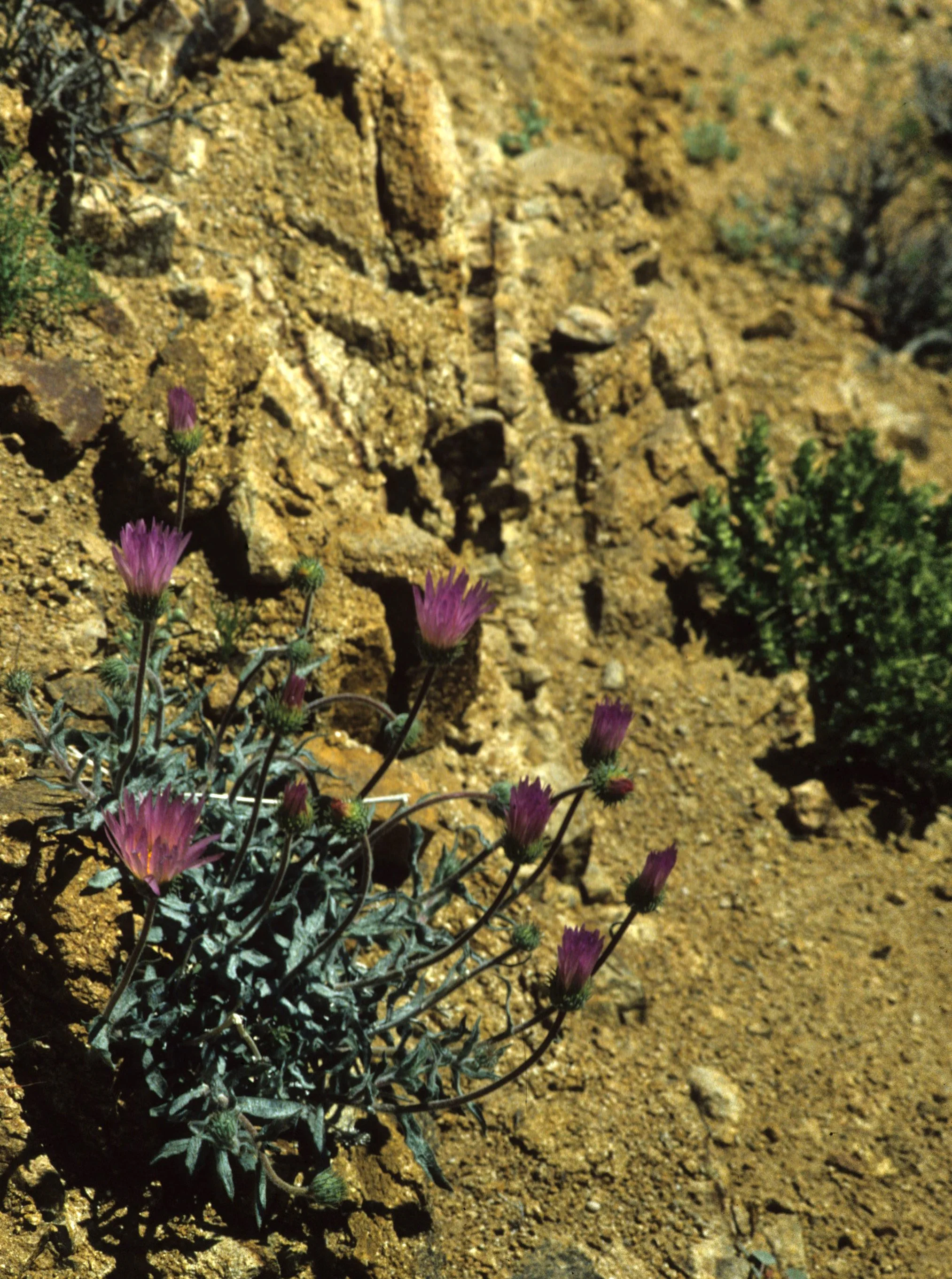 DEATH VALLEY - XYLORHIZA TORTIFOLIA - MOJAVE ASTER.jpg