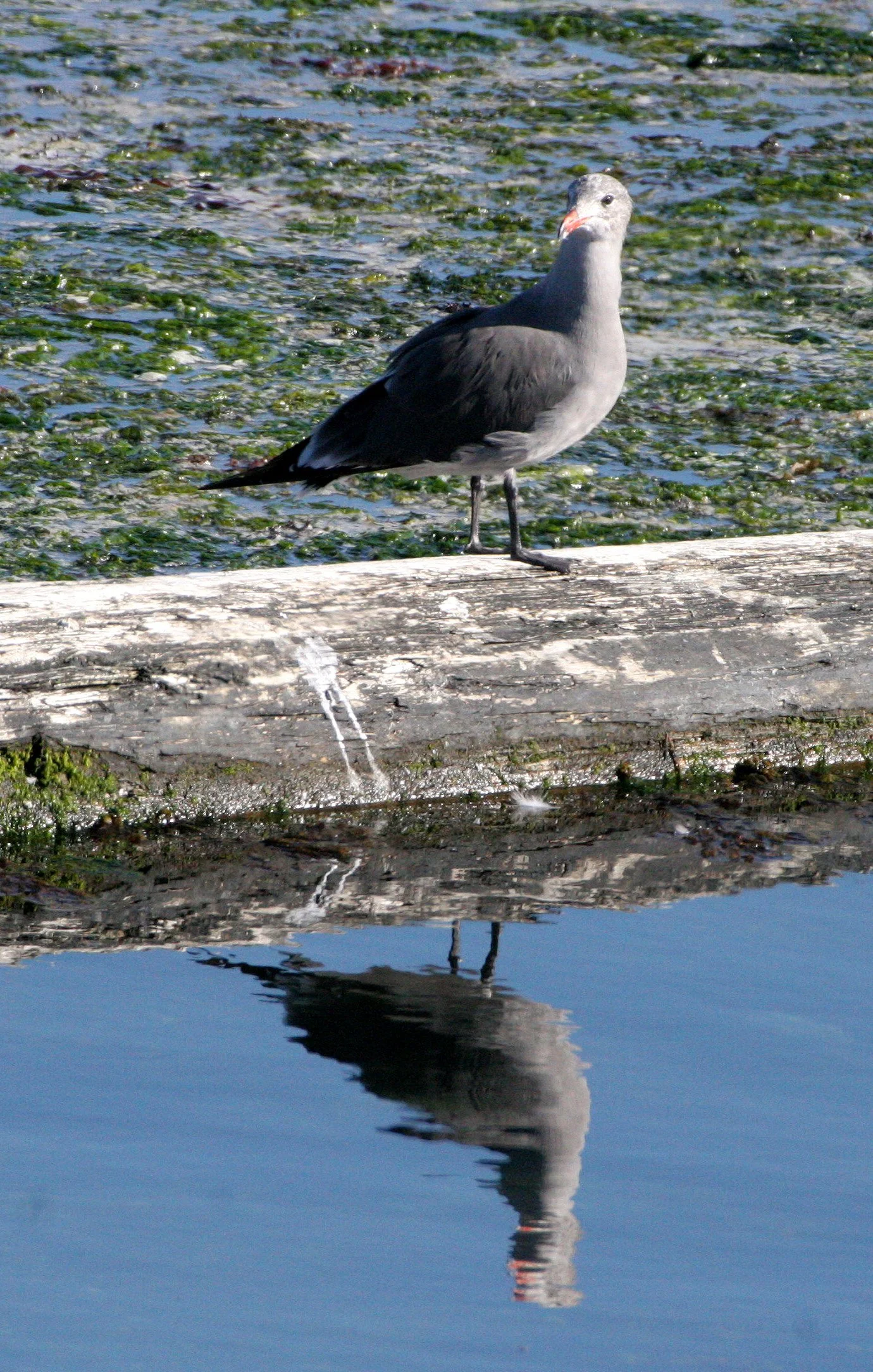 BIRD - GULL - HEERMANN'S GULL - PA HARBOR (5).JPG