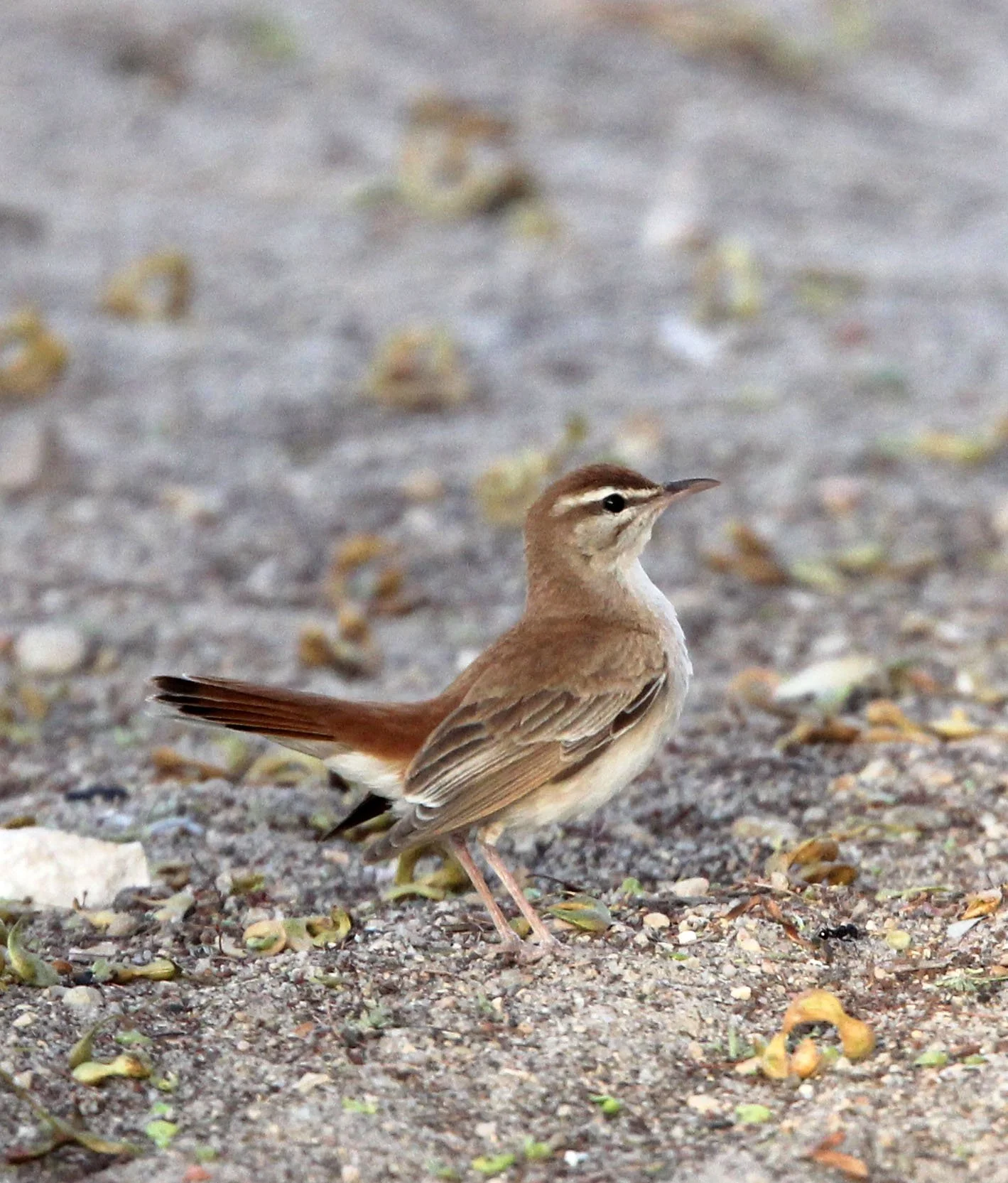 BIRD - RUFOUS BUSH ROBIN - BOUHEDMA NATIONAL PARK TUNISIA.JPG