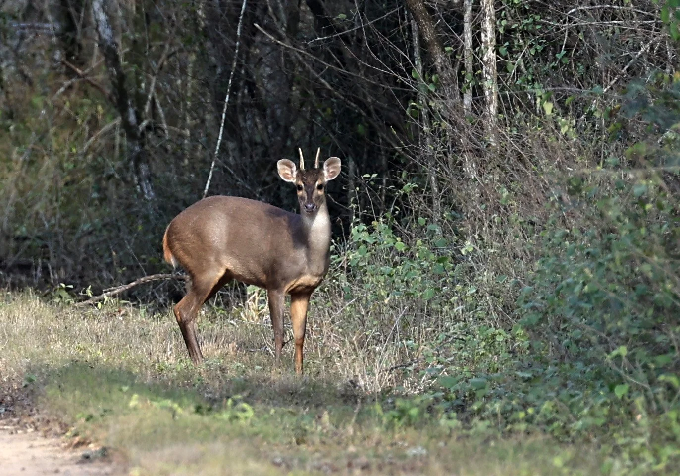 Southern Brown Brocket (Subulo gouazoubira) Selva Serena Natural Reserve (23).jpg