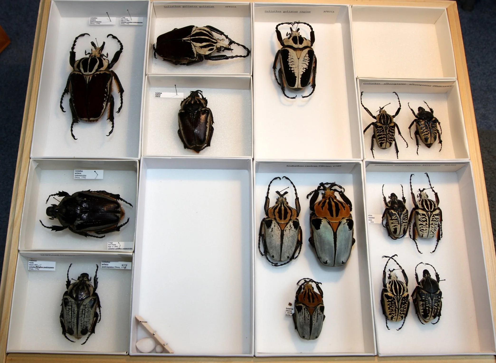 Cetoniinae 10 – Goliathini – Goliathus species.JPG