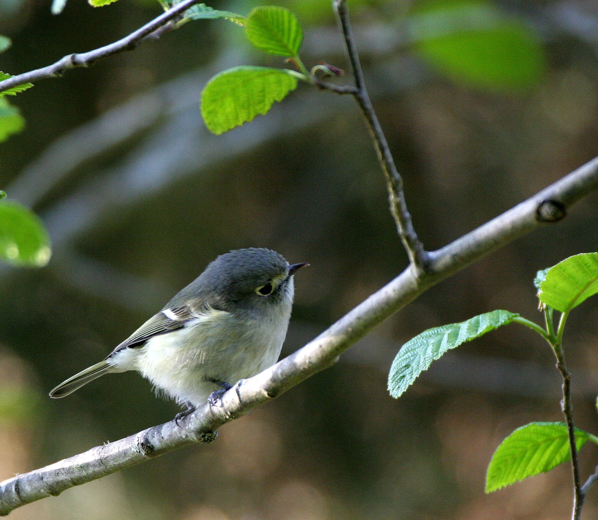 Hutton's Vireo (Vireo huttoni) Lake Farm Olympic Peninsula Washington (2).JPG