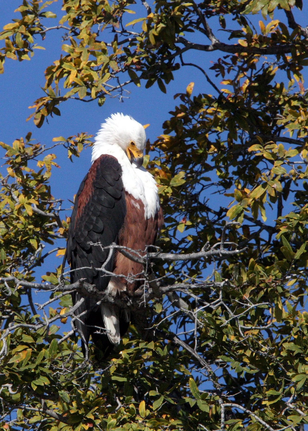 Haliaeetus vocifer - AFRICAN FISH EAGLE - CHOBE NATIONAL PARK BOTSWANA (11).JPG