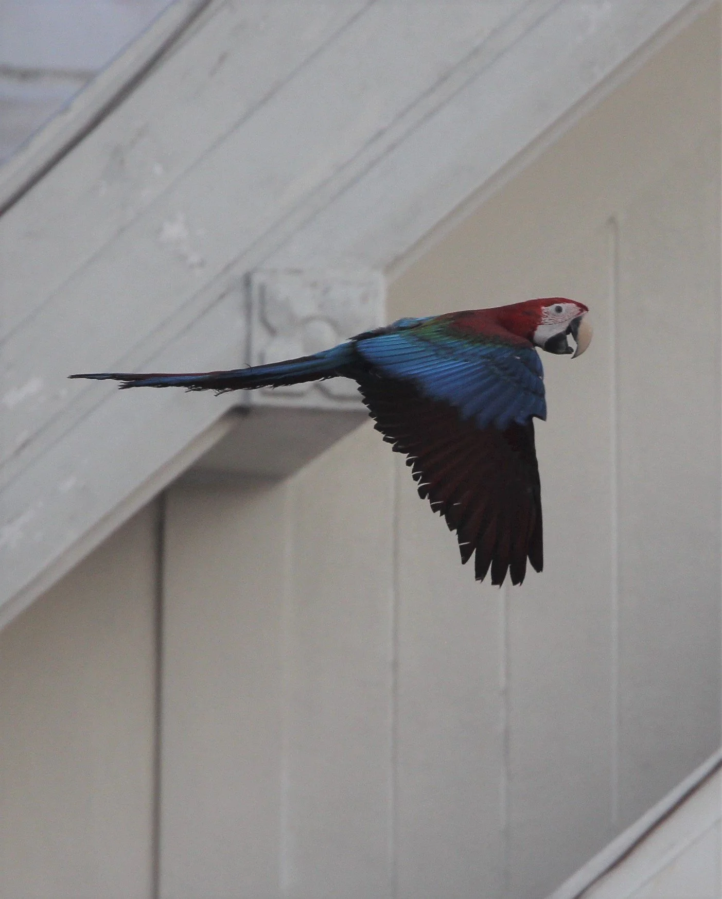 BIRD - MACAW - BLUE & YELLOW MACAW - PAK NAM THAILAND - SCARLET TOO E.jpg