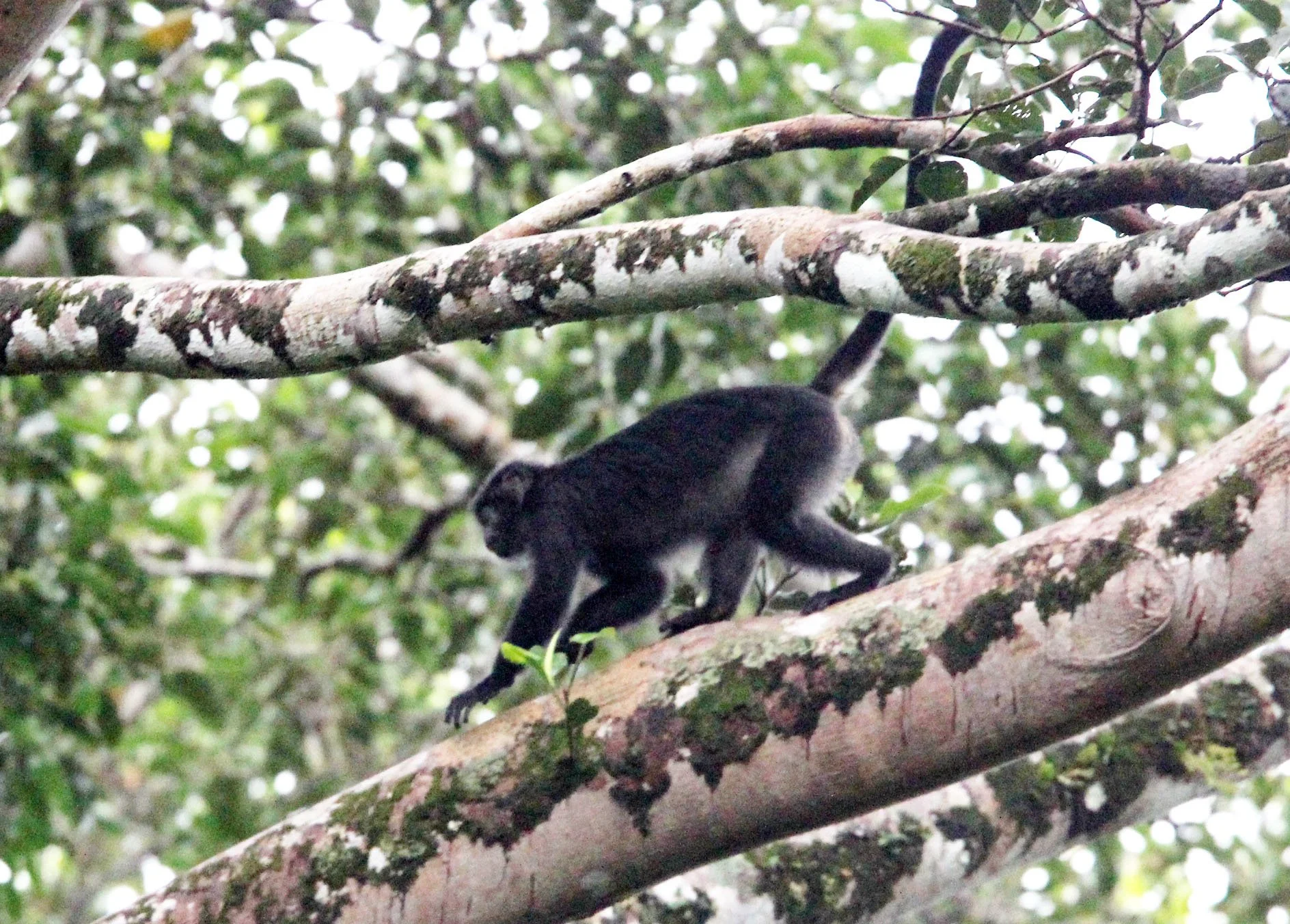 CERCOPITHECIDAE - Presbytis comata comata JAVAN GRIZZLED LANGUR - UJUNG KULON NATIONAL PARK - JAVA BARAT INDONESIA  (6).JPG