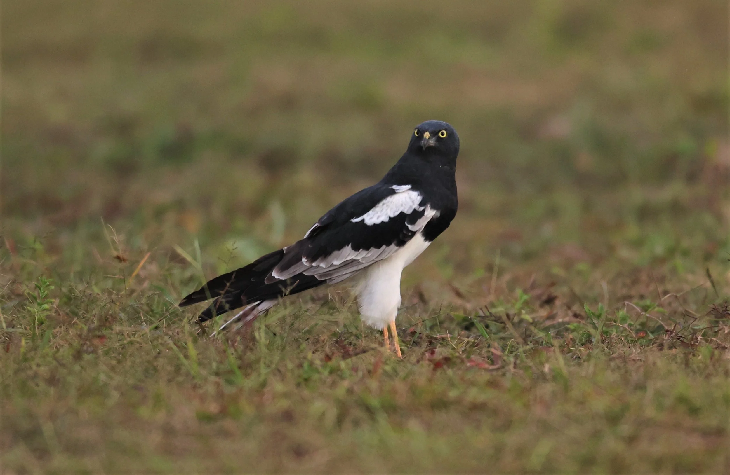 HARRIER - PIED HARRIER - Circus melanoleucos - YONOK CHIANG SAEN CHIANG RAI - ROOST (102).JPG