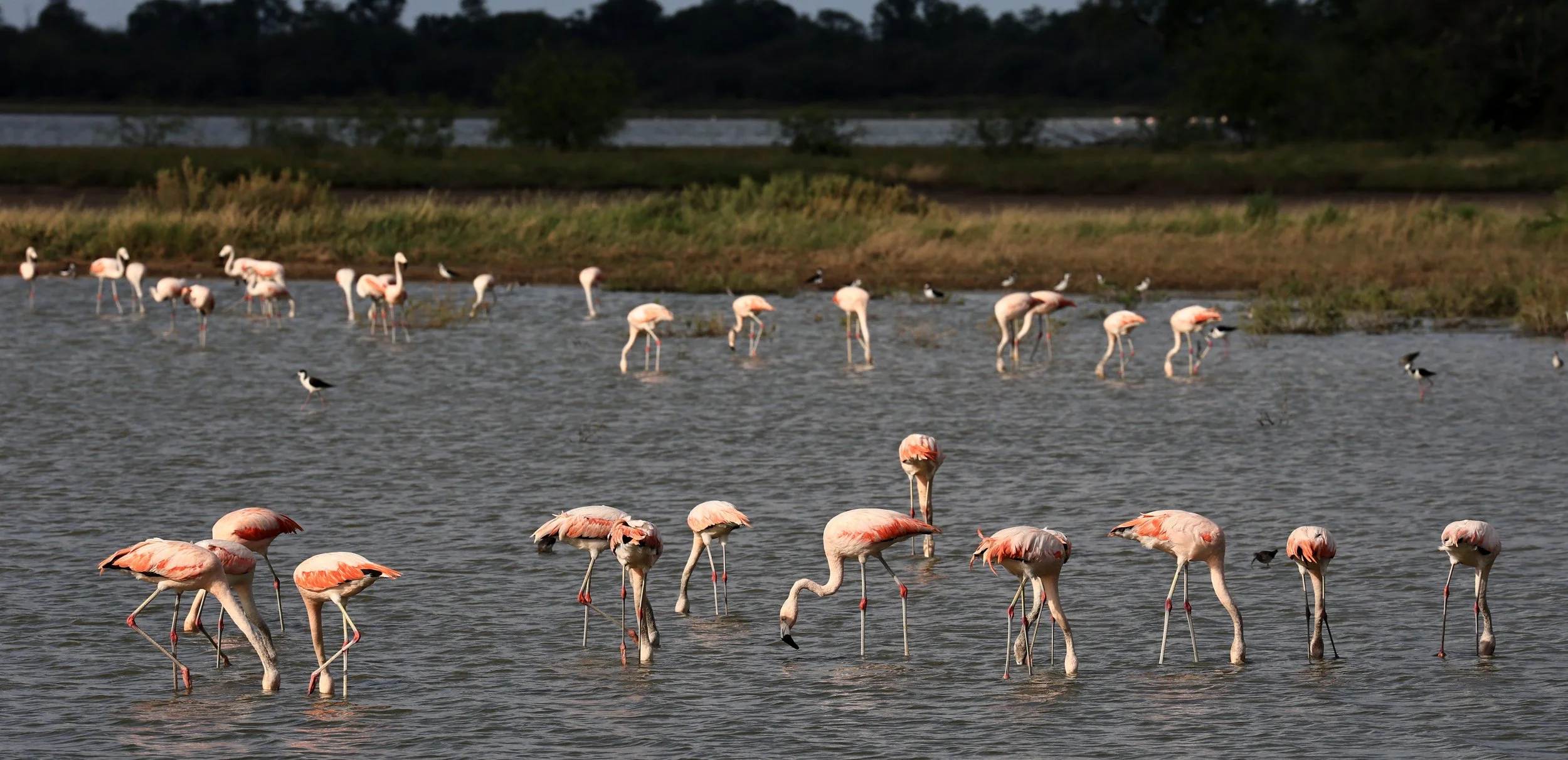 Chilean Flamingo (Phoenicopterus chilensis) Chaco Lodge & Laguna Salada Paraguay (50).jpg