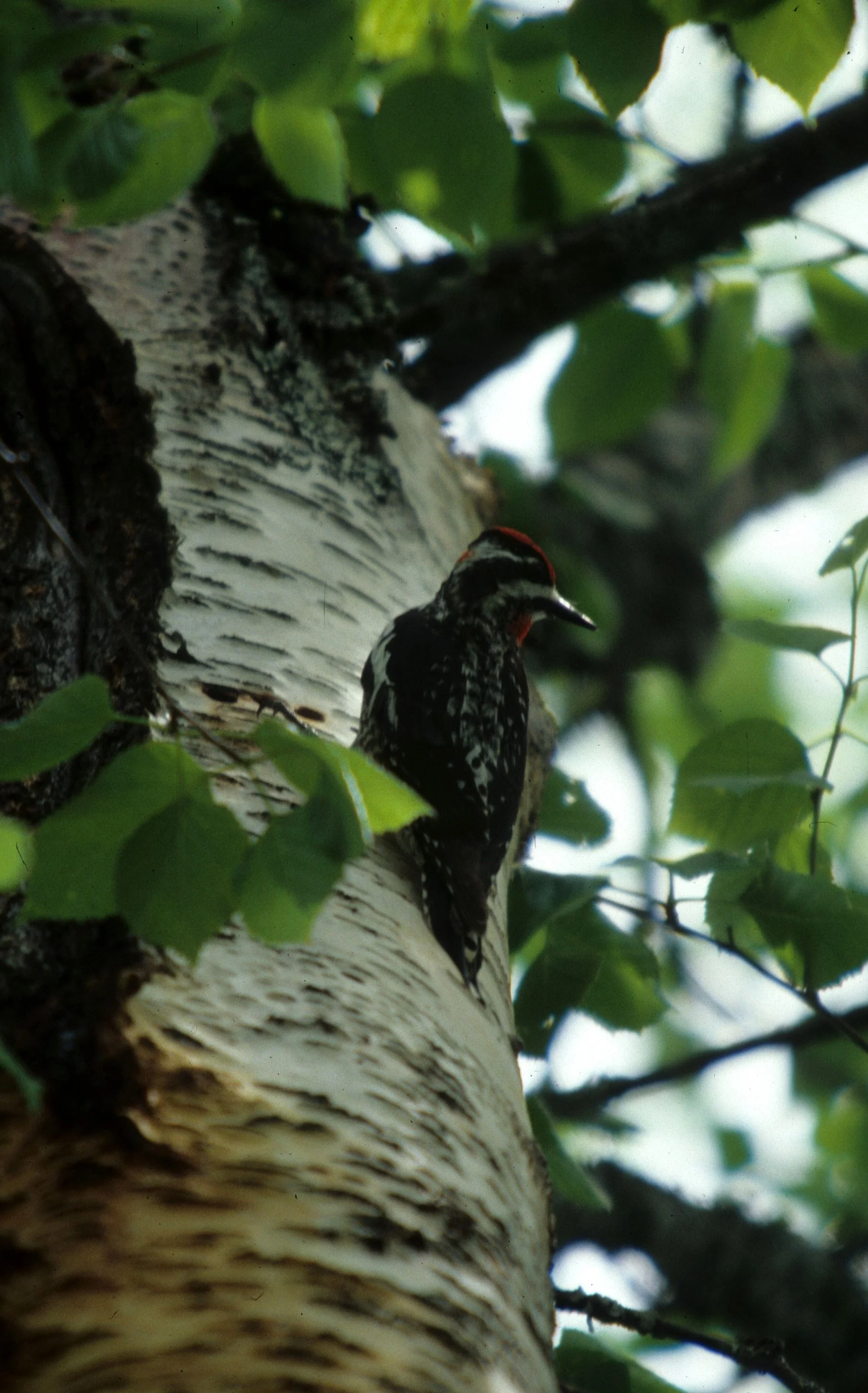 BIRD - WOODPECKER - HAIRY - LAKE FARM C.jpg