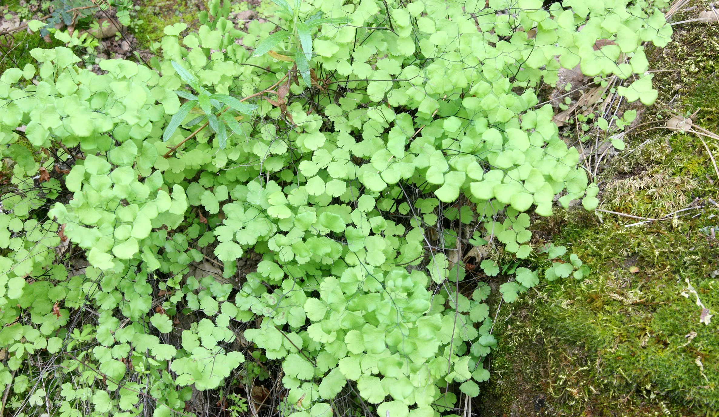 PTERIDOPHYTA - FERN SPECIES - PINNACLES NATIONAL MONUMENT CALIFORNIA.JPG