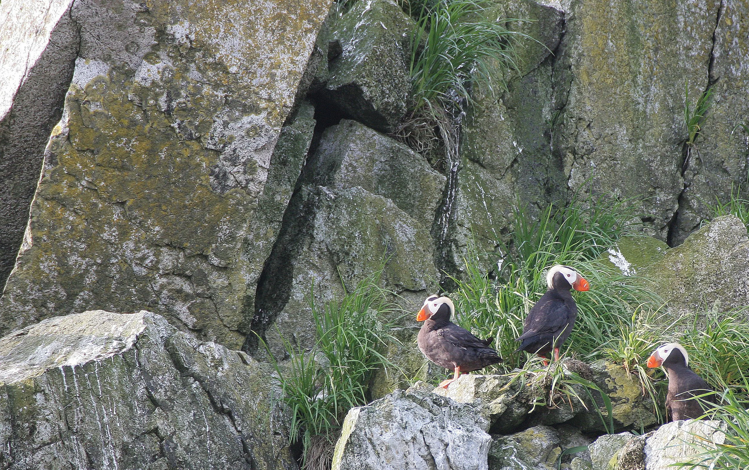 Fratercula cirrhata - TUFTED PUFFIN - COMMANDERS MEDNY ISLAND (13).jpg
