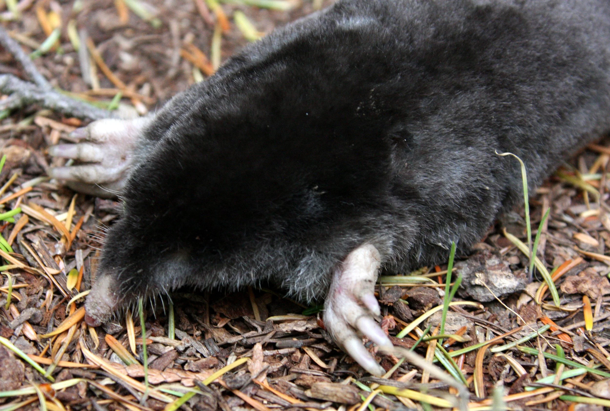 INSECTIVORA - MOLE - TOWNSEND'S  MOLE - SCAPANUS TOWNSENDII - LAKE FARM TRAILS WASHINGTON (11).JPG