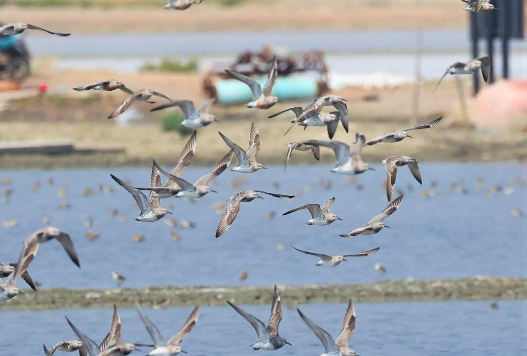 KNOT - GREAT KNOTS - Calidris tenuirostris -WITH RED KNOTS - PAK THALE SALT PONDS MARCH 2022 (2).jpg