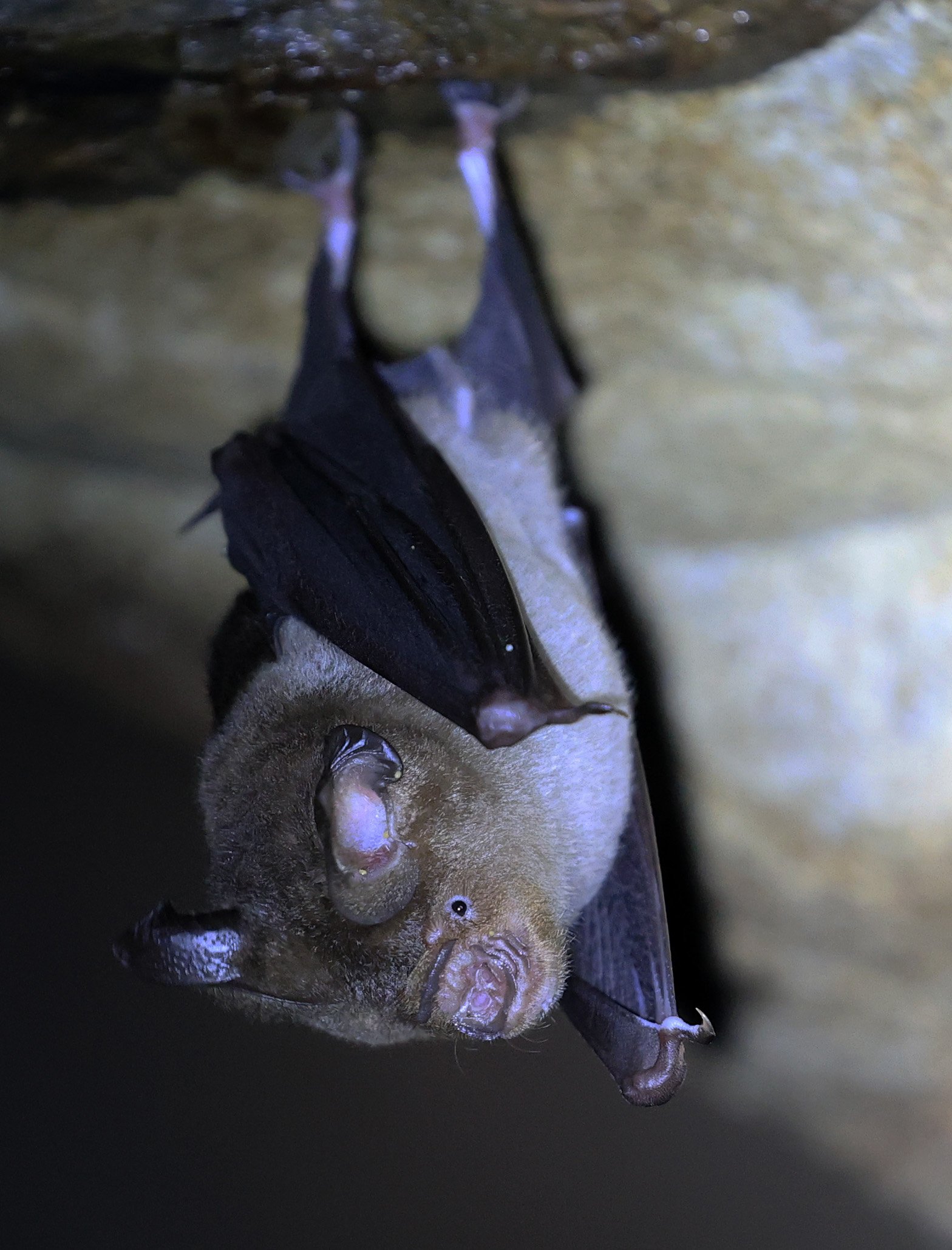 Horsfield’s Leaf-nosed Bat (Hipposideros larvatus) Wat Sa Nam Sai Temple Pak Chong Thailand (18).jpg