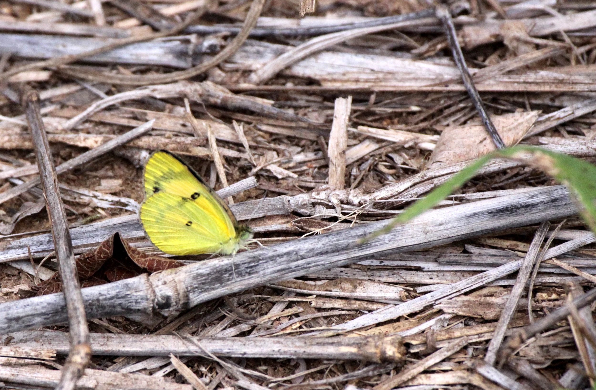 Pieridae - Species 8 - Berenty Reserve, Madagascar