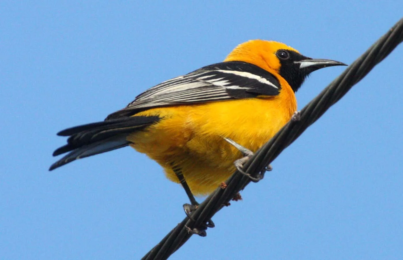 Hooded Oriole (Icterus cucullatus) Loreto Baja Mexico (13).JPG