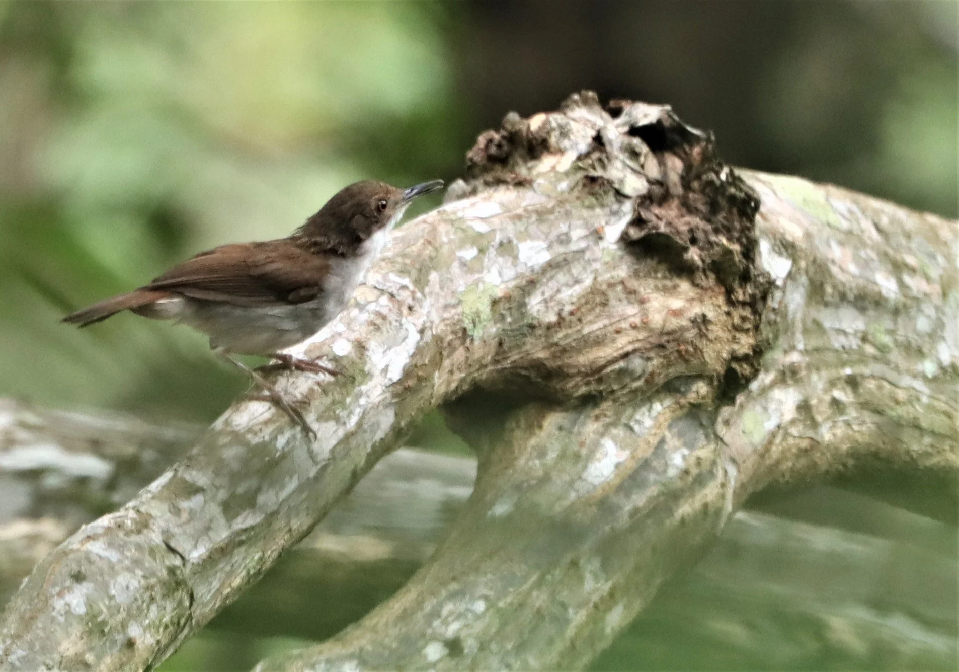BABBLER - WHITE-BREASTED BABBLER - Stachyris grammiceps - AO PHANG NGA NATIONAL PARK AREA (2).jpg