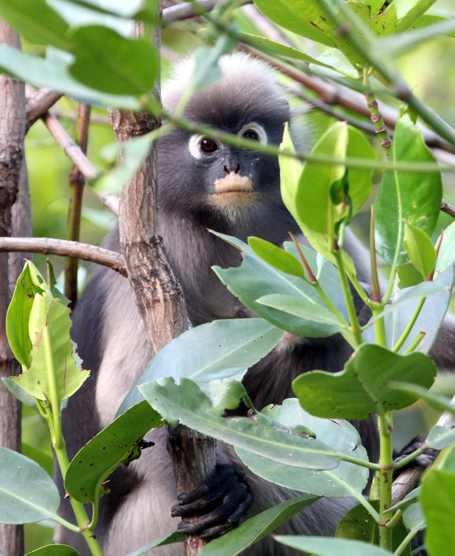 CERCOPITHECIDAE - Trachypithecus obscurus flavicauda - BLOND-TAILED (DUSKY) LANGUR - KHAO SAM ROI YOT THAILAND (7).JPG