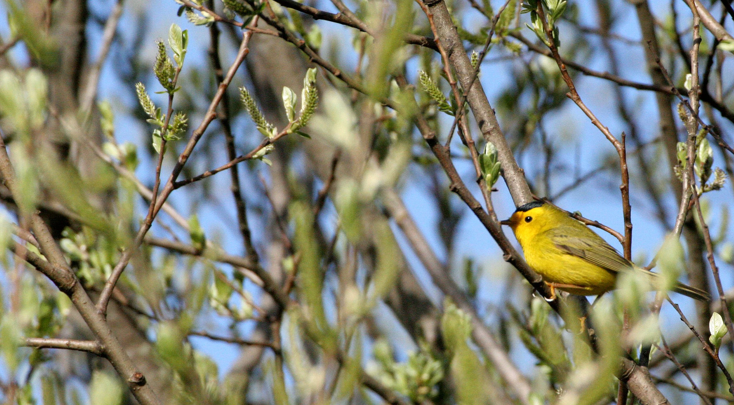 BIRD - WARBLER - WILSON'S WARBLER - WILSONIA PUSILLA - LAKE FARM WOODS WA (27).JPG