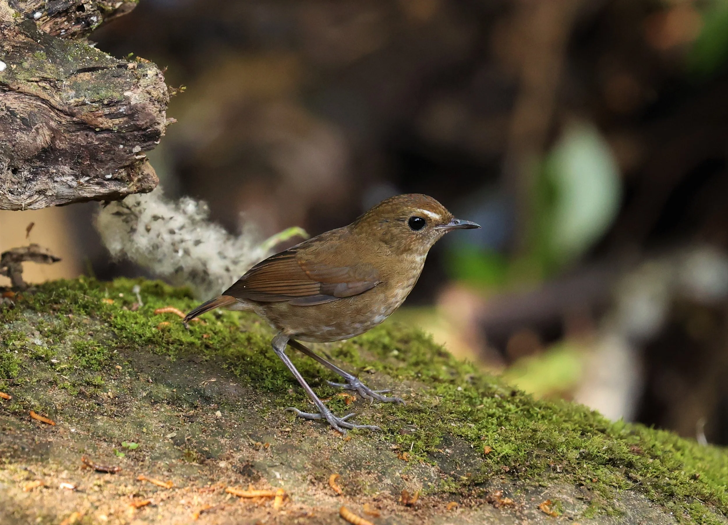 SHORTWING - LESSER SHORTWING - Brachypteryx leucophris - DOI INTHANON NP, CHIANG MAI DEC 2021 (1).jpg