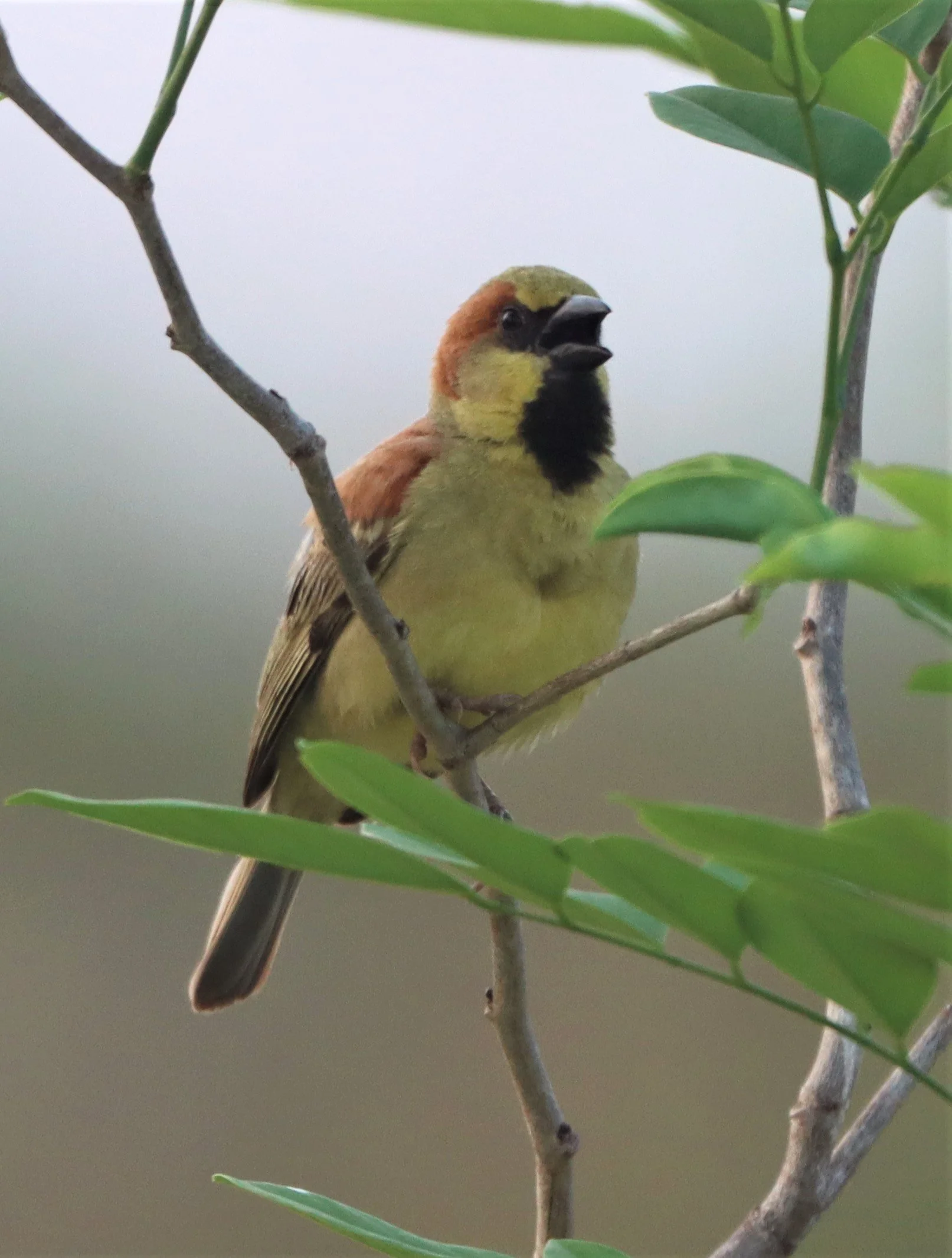 Plain-backed Sparrow (Passer flaveolus) Kabin Buri Wetlands Thailand (3).jpg
