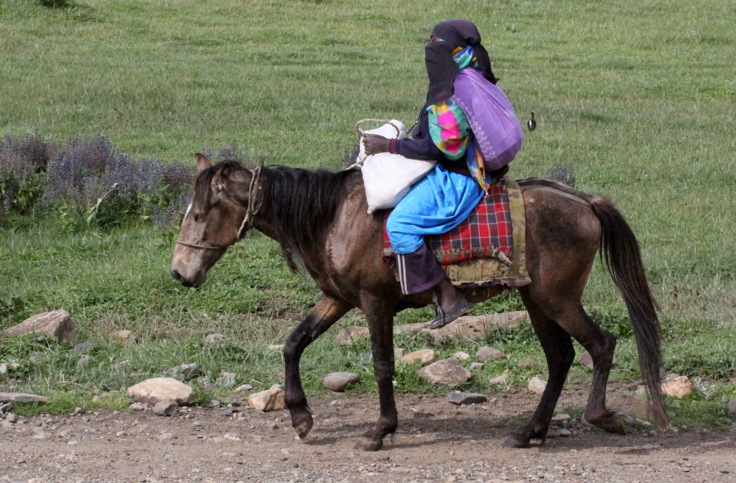BALE MOUNTAINS NATIONAL PARK ETHIOPIA - GAYSAY GRASSLANDS (19).JPG