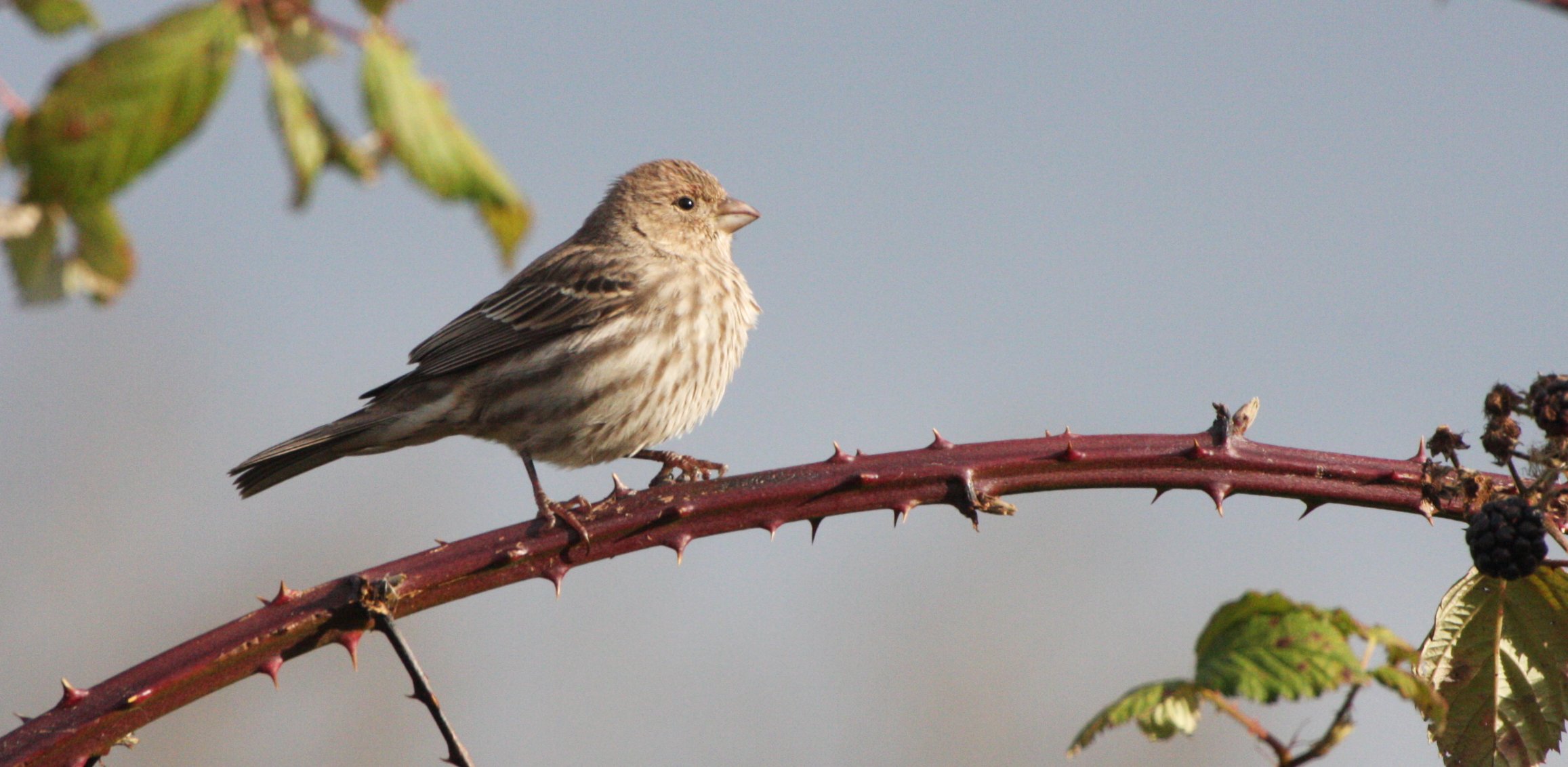 House Finch (Haemorhous mexicanus) Jamestown Washington (4).JPG