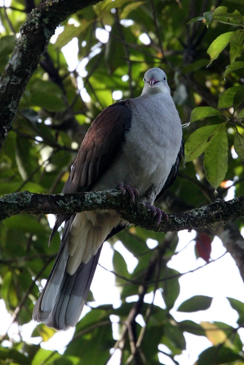 Mountain Imperial-Pigeon (Ducula badia) Kaeng Krachan Phanoen Thung (7).JPG